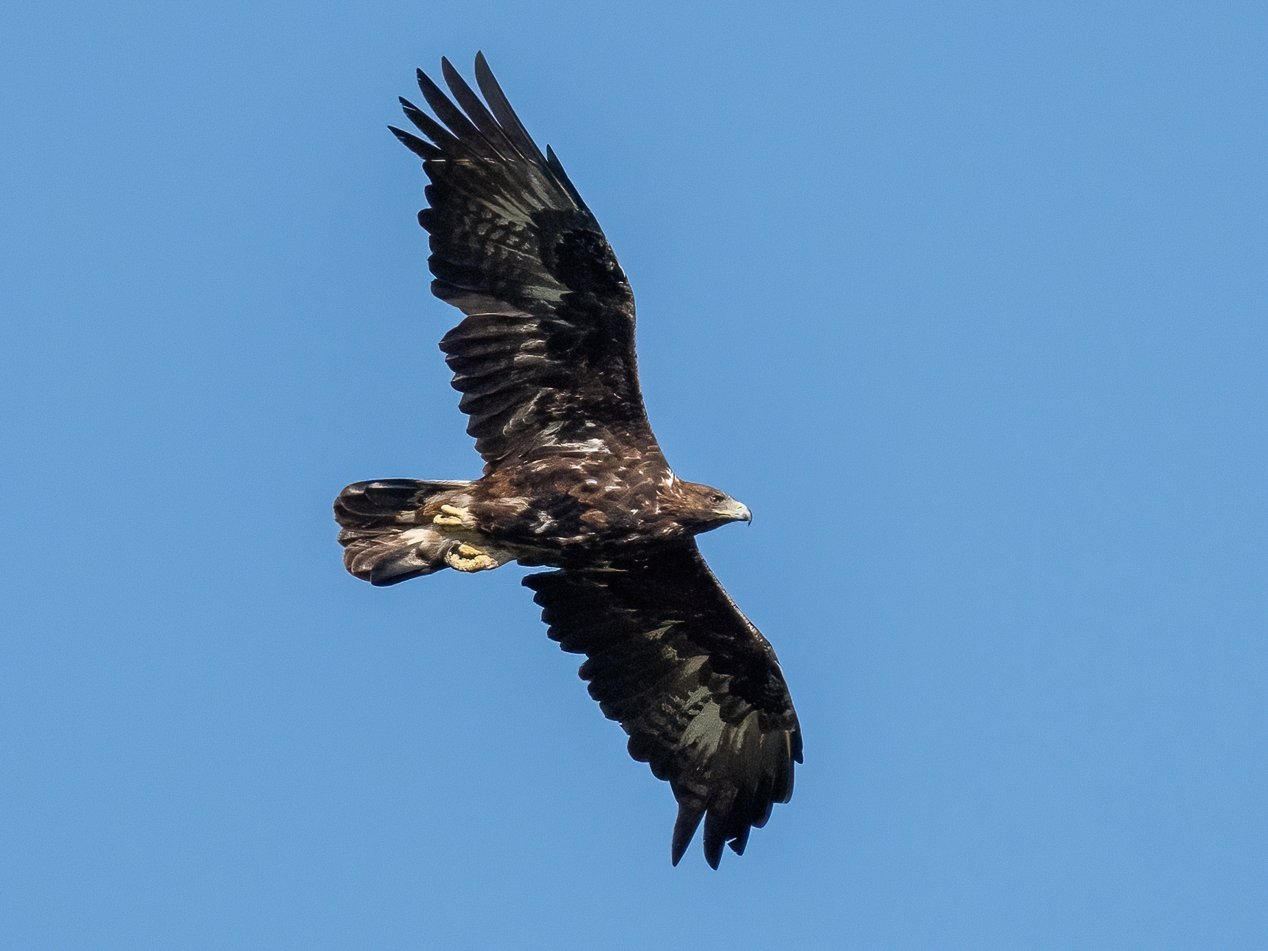 Golden Eagle (Aquila chrysaetos)