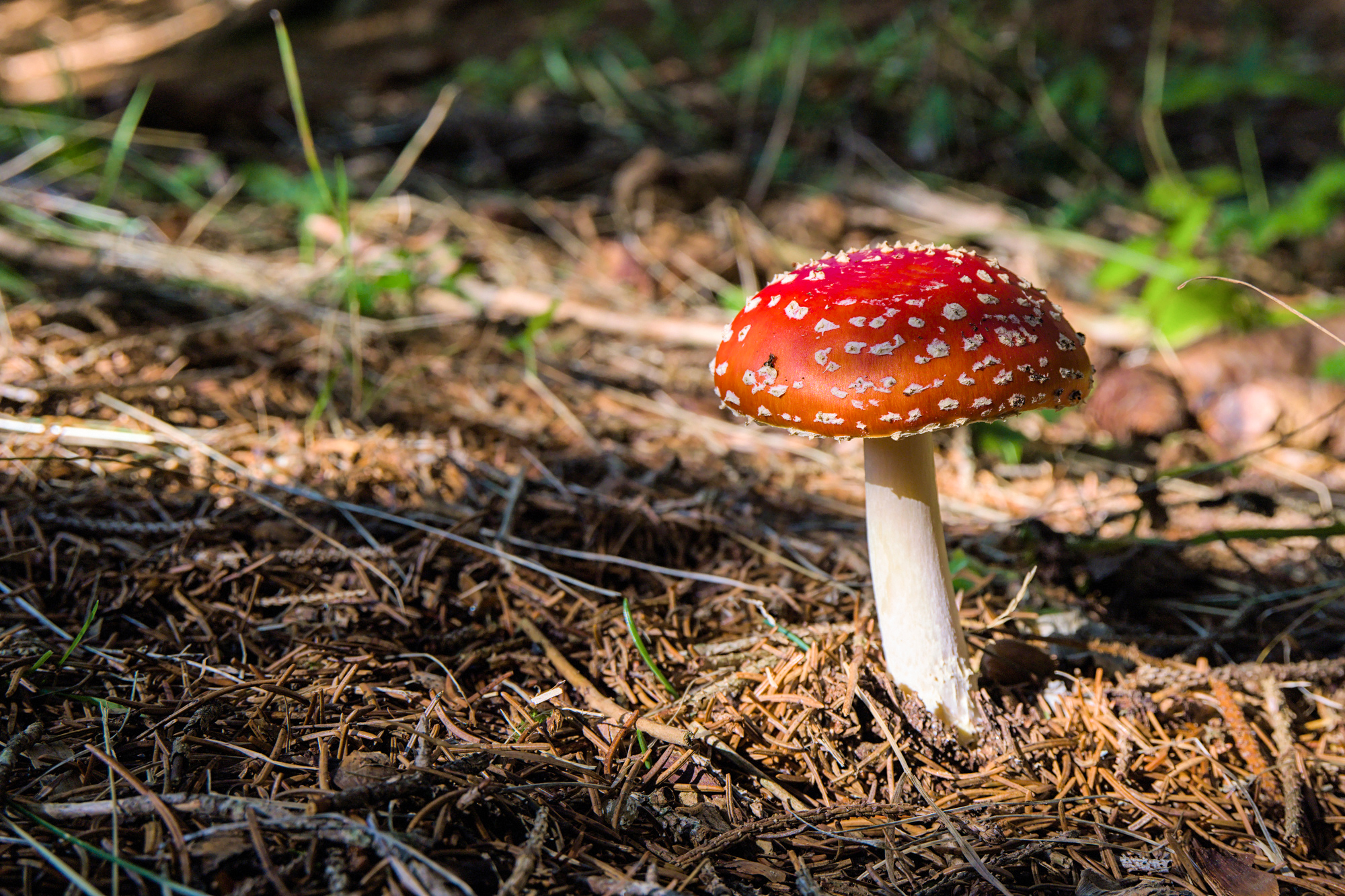 amanita muscaria