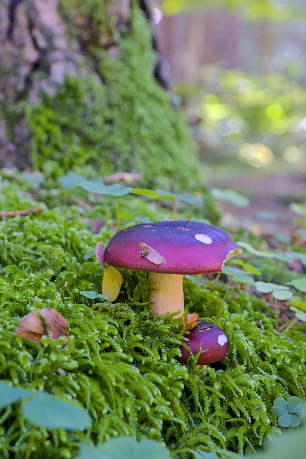 Russula
