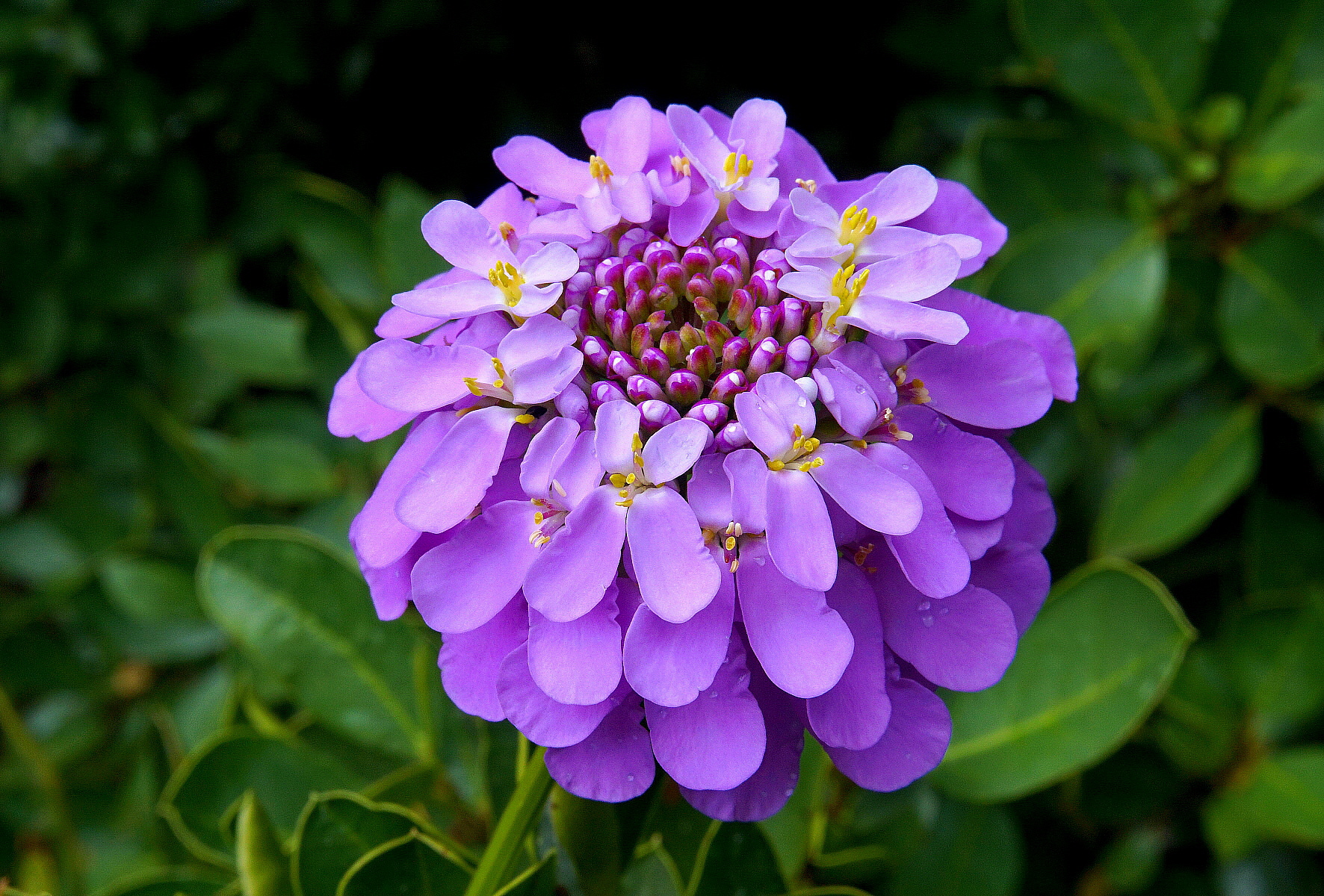 Da bosco e da riviera!