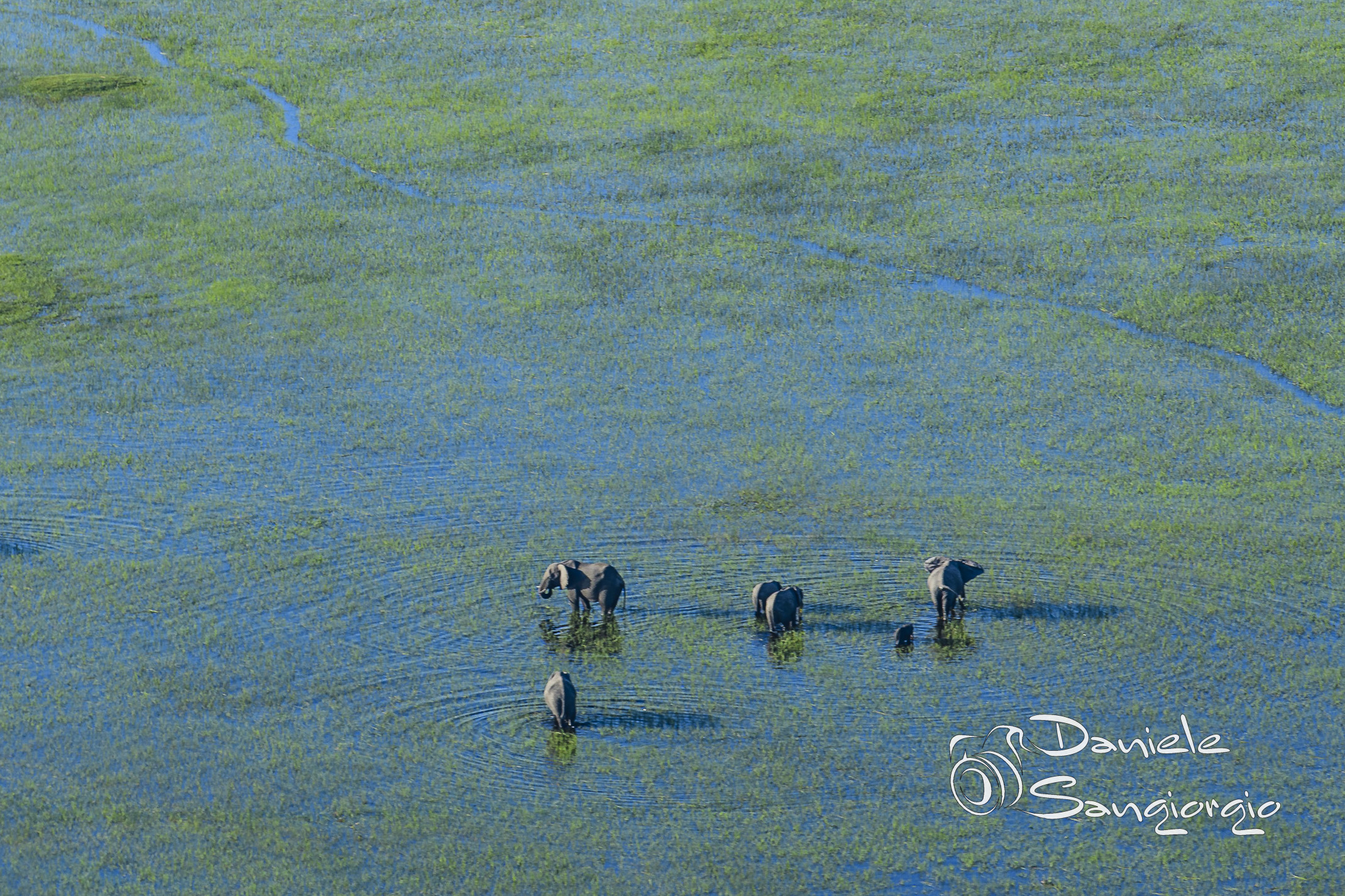 Elephants in the Okavango