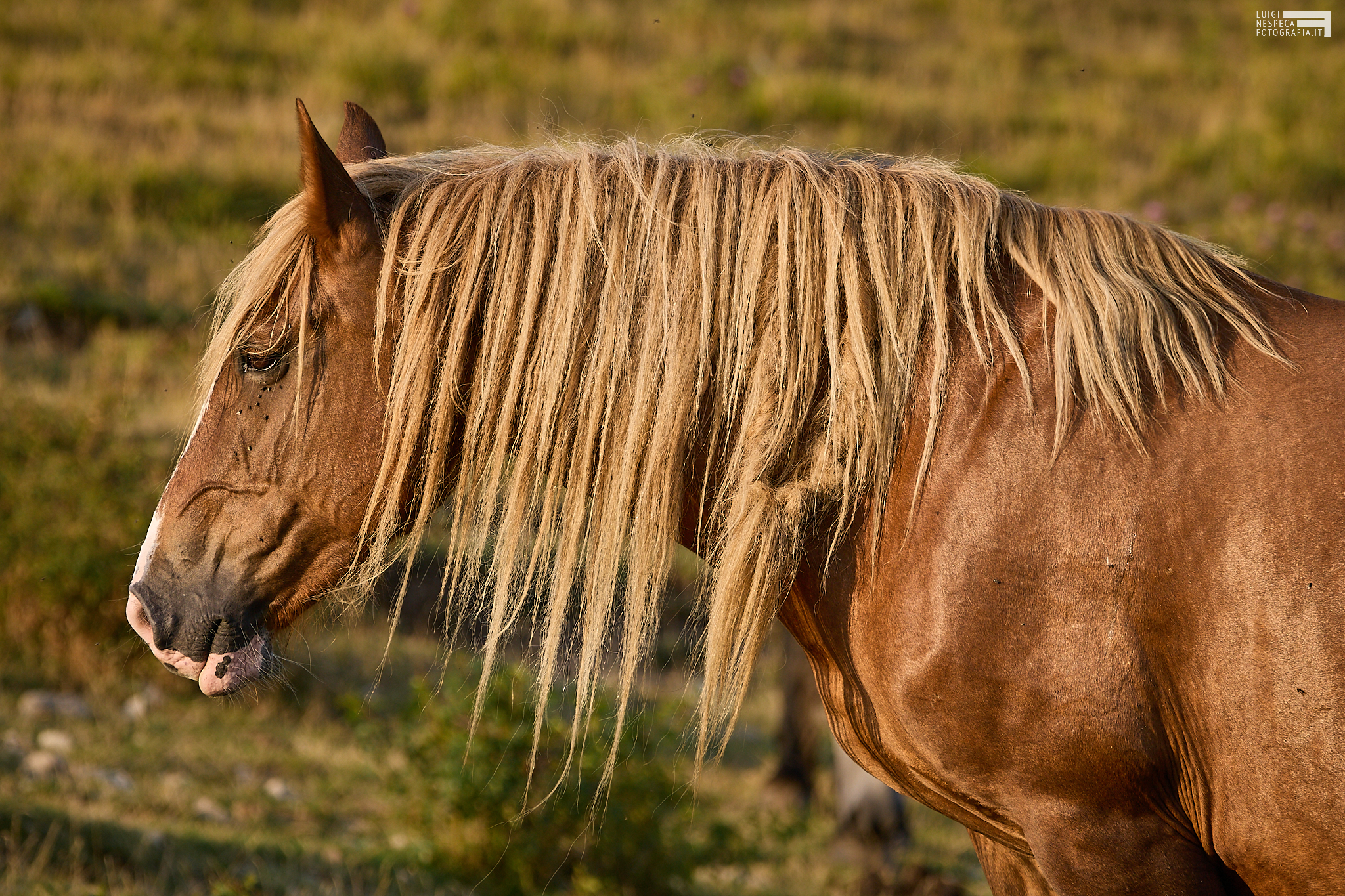 Cavallo sui Monti Sibillini