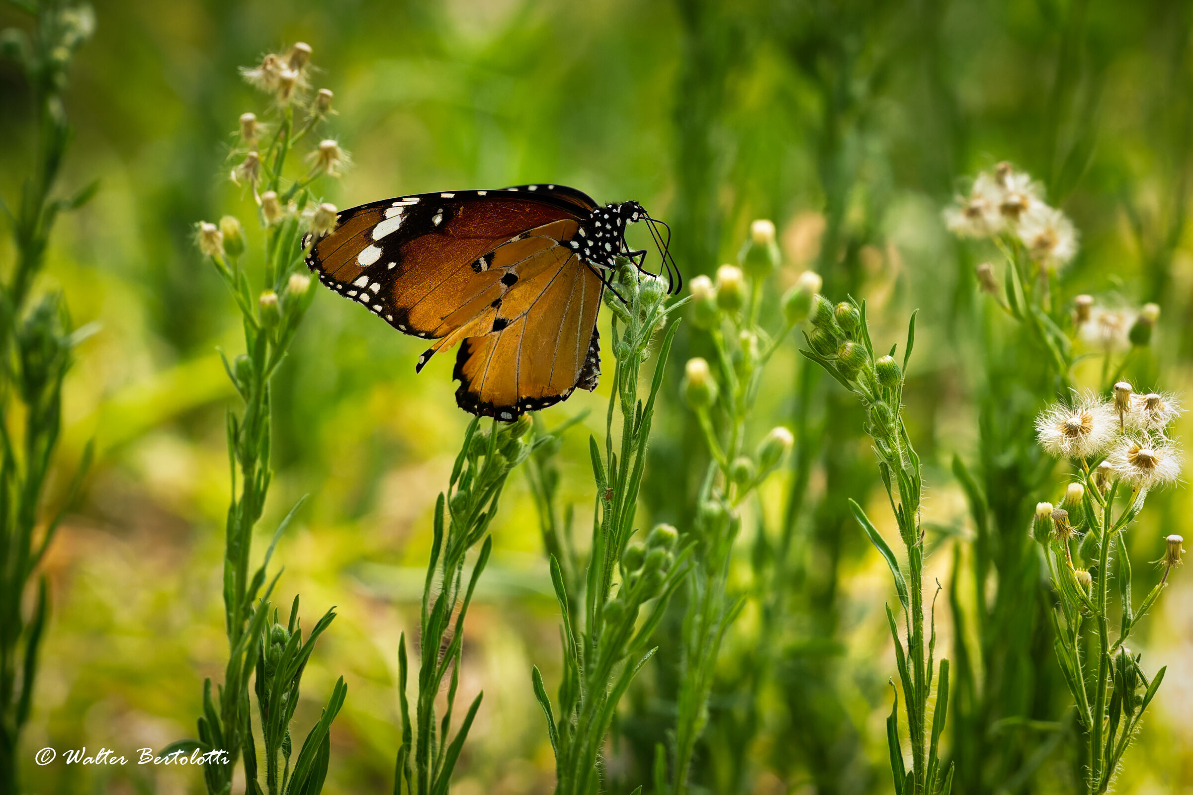 Danaus chrysippus