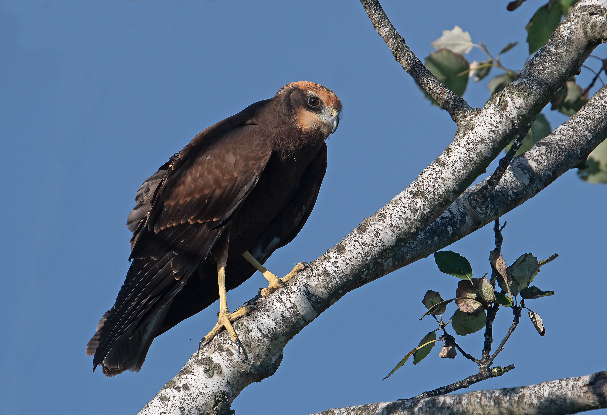 Marsh Harrier