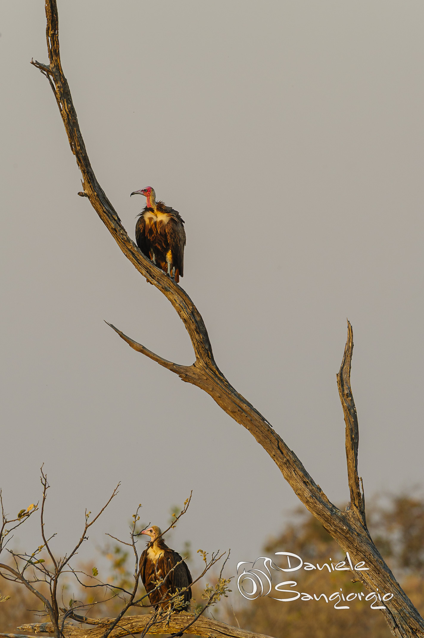 Observation point