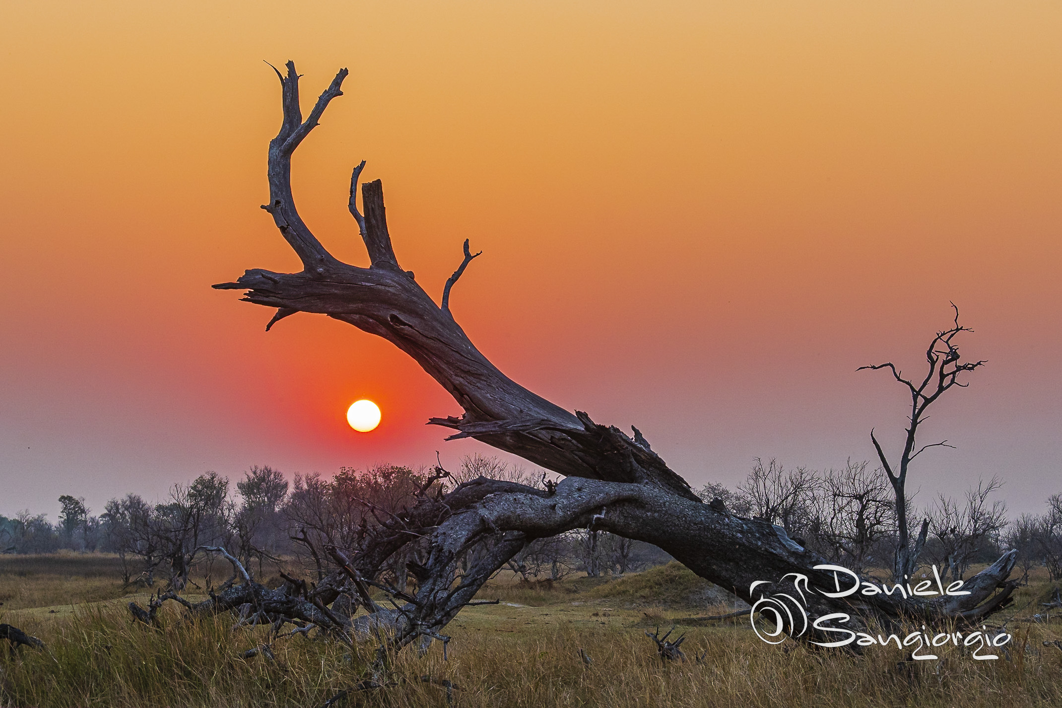 Sunset at Moremi Game Reserve