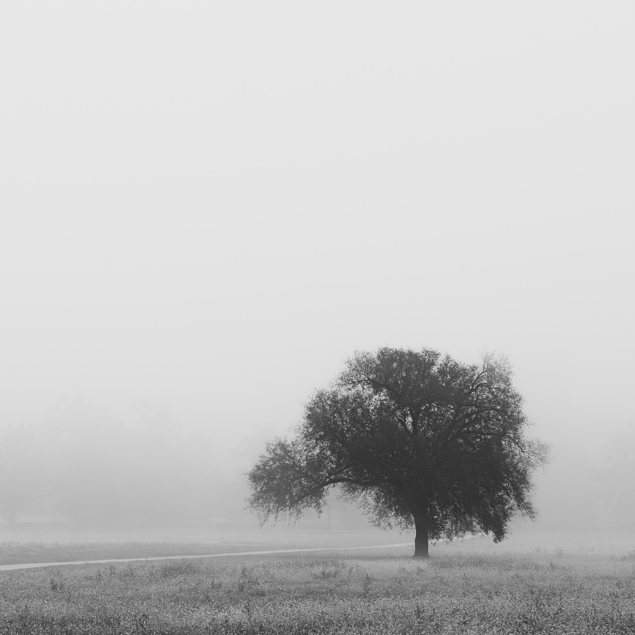 Misty Tree