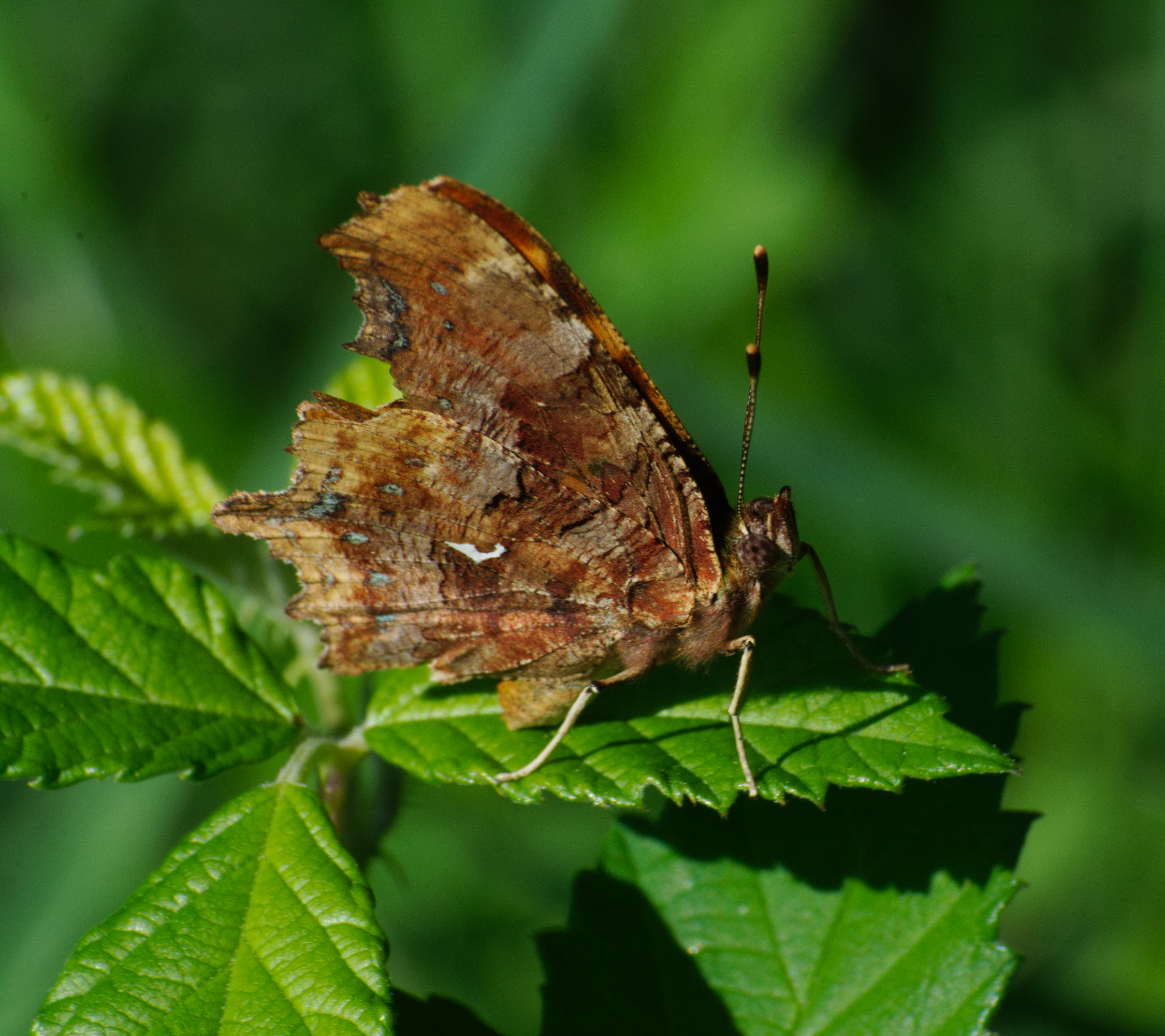 Polygonia C-album. 03/08/25.