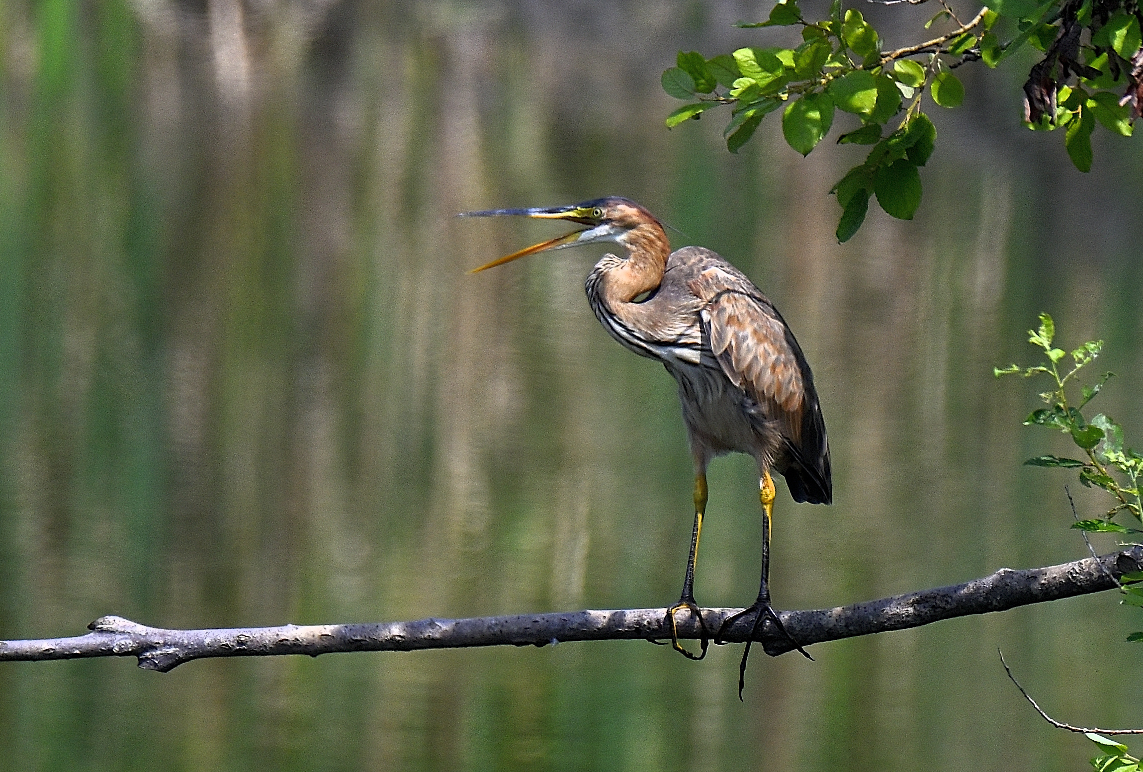 Immature red atrone
