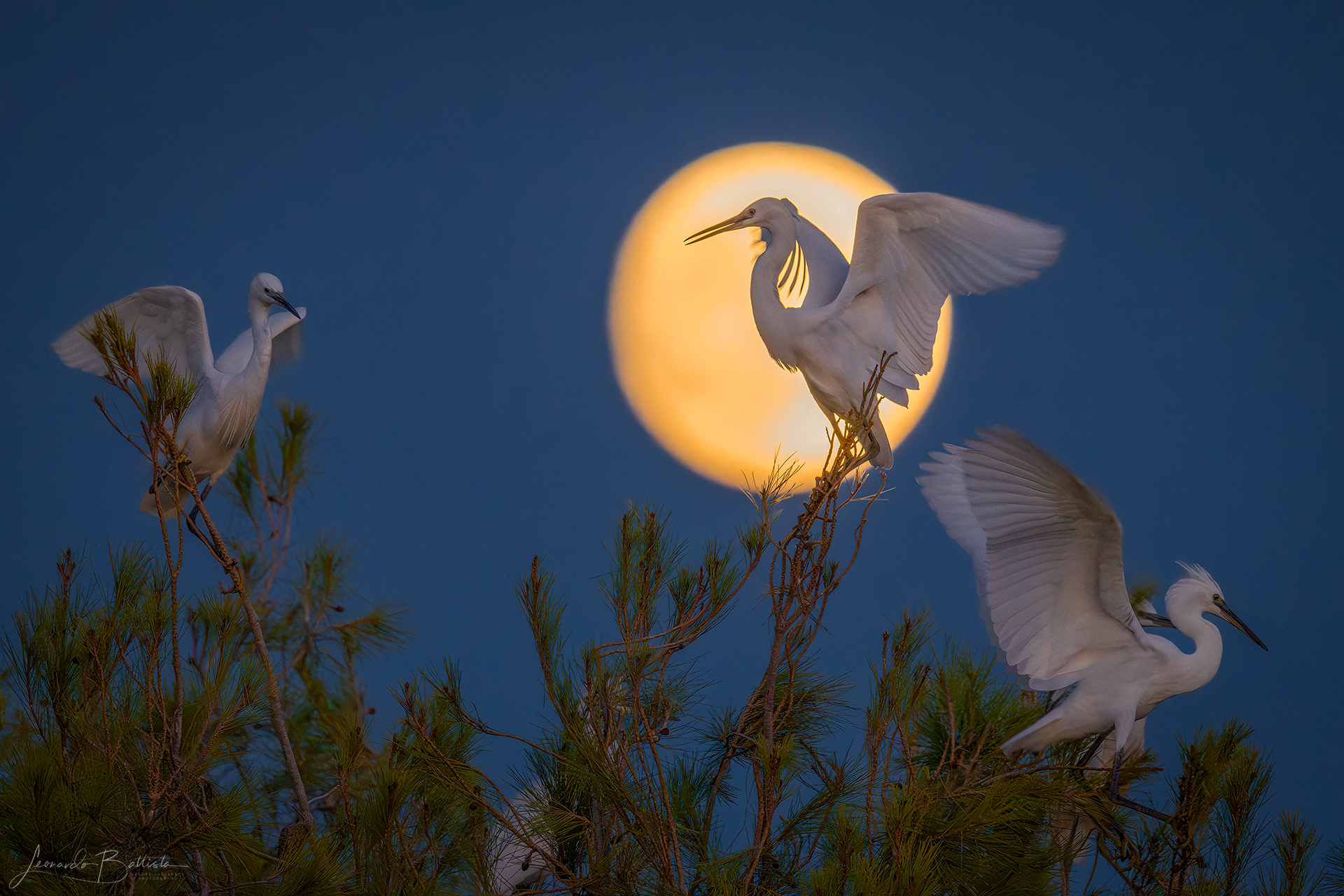 Luna piena in garzaia