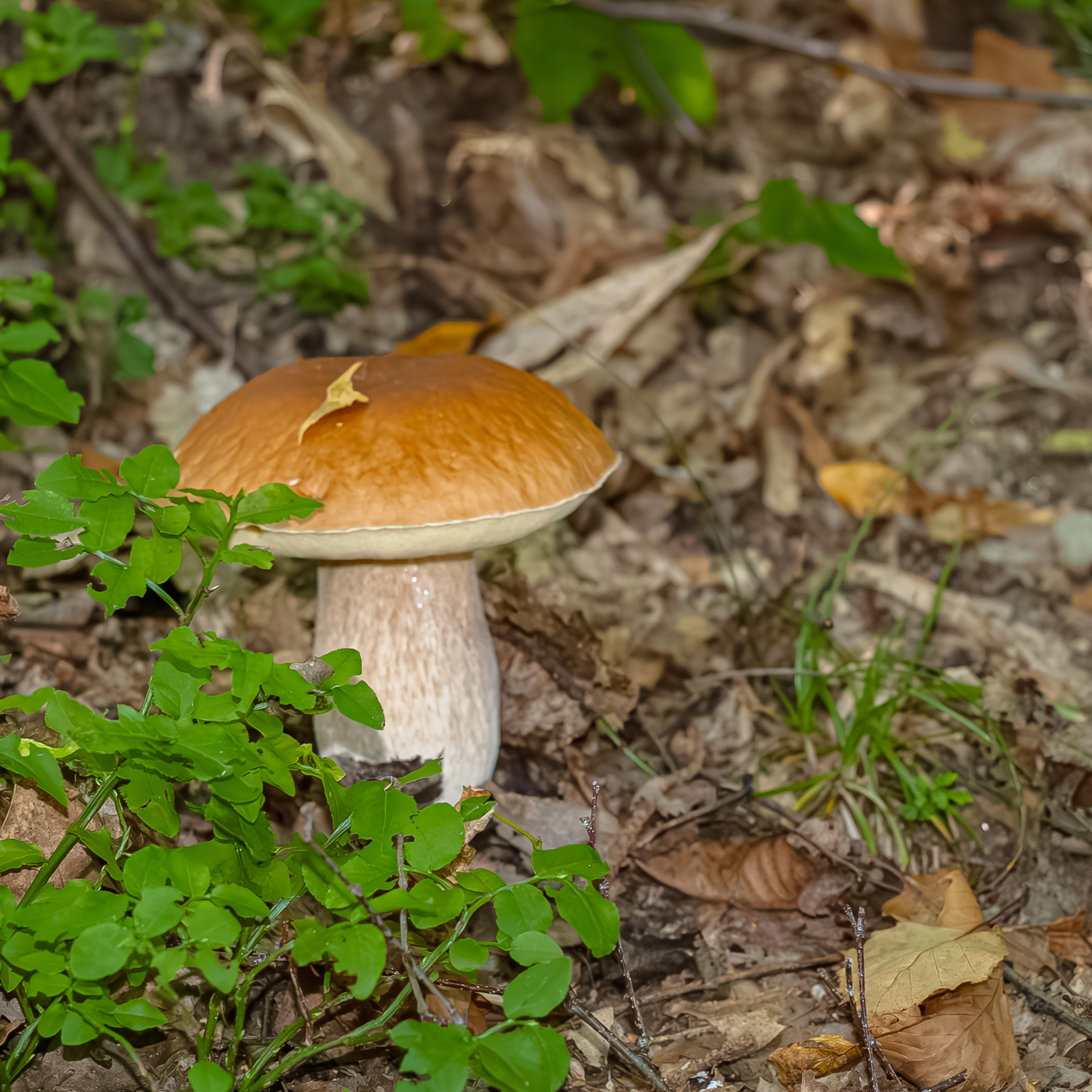 Secondo fungo della stagione