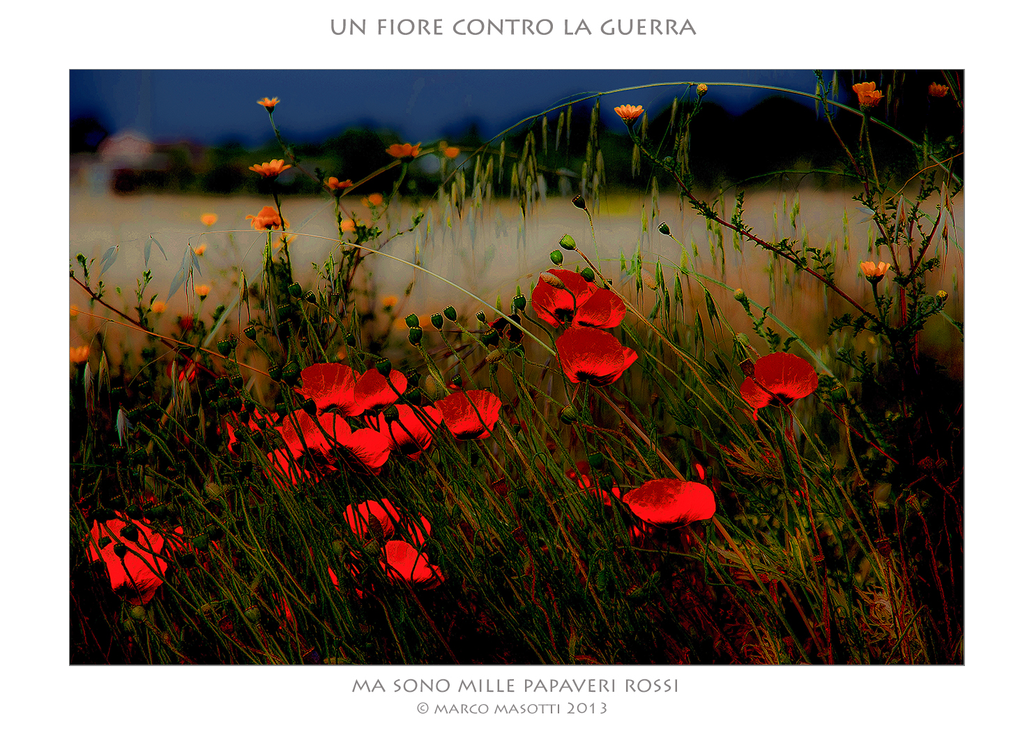 ...ma sono mille papaveri rossi