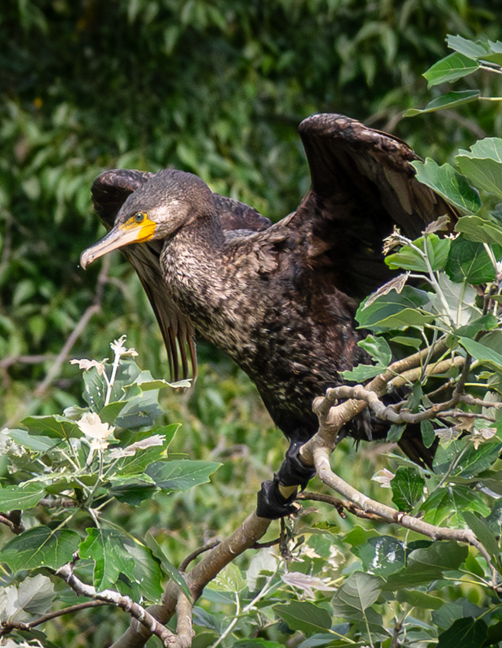 Cormorant