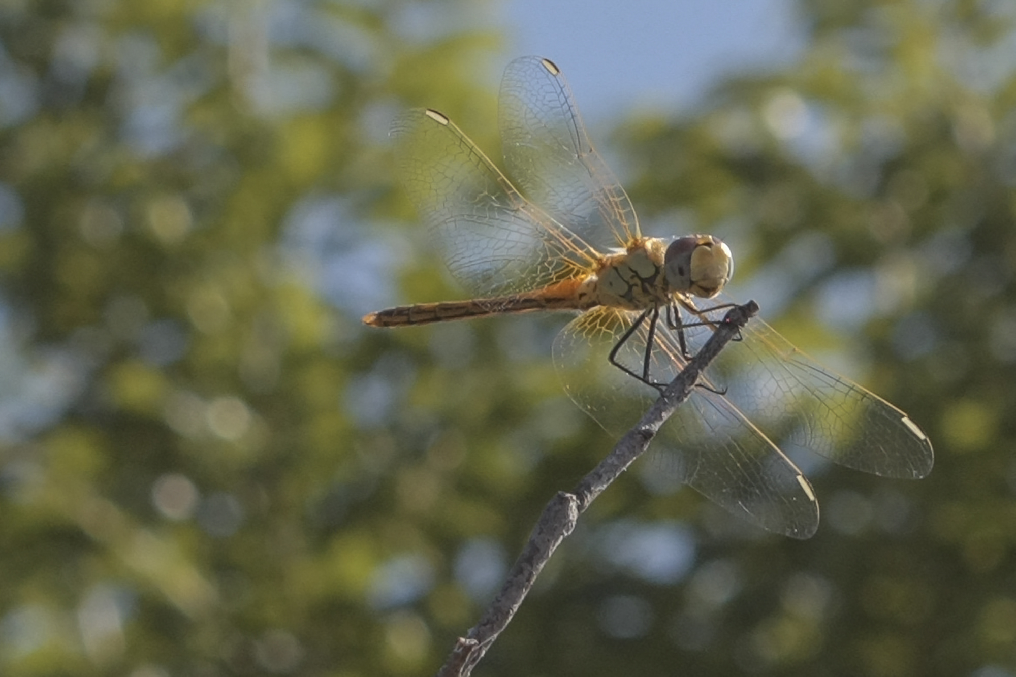 Libellula