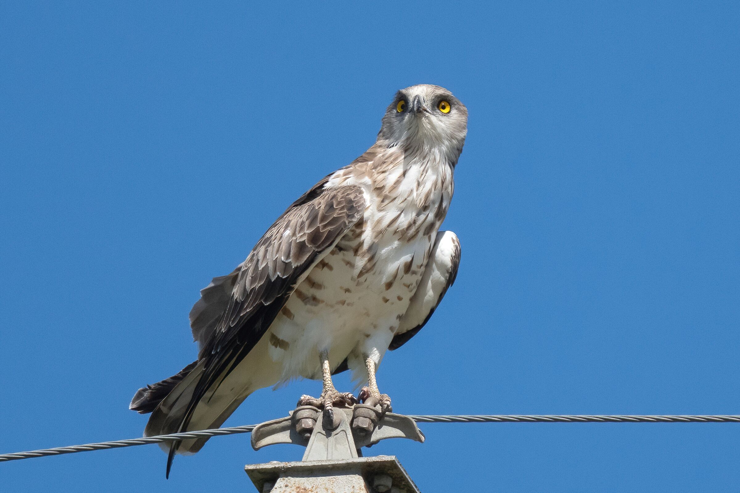 Biancone o Aquila dei serpenti (Circaetus gallicus)
