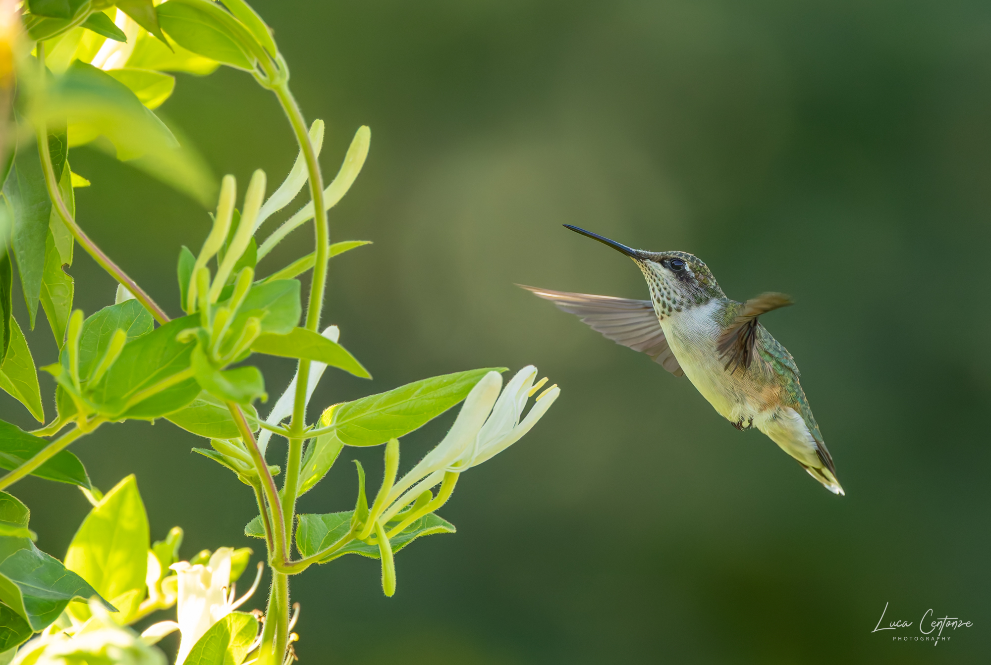 Ruby-throated Hummingbird (Archilo colubris)