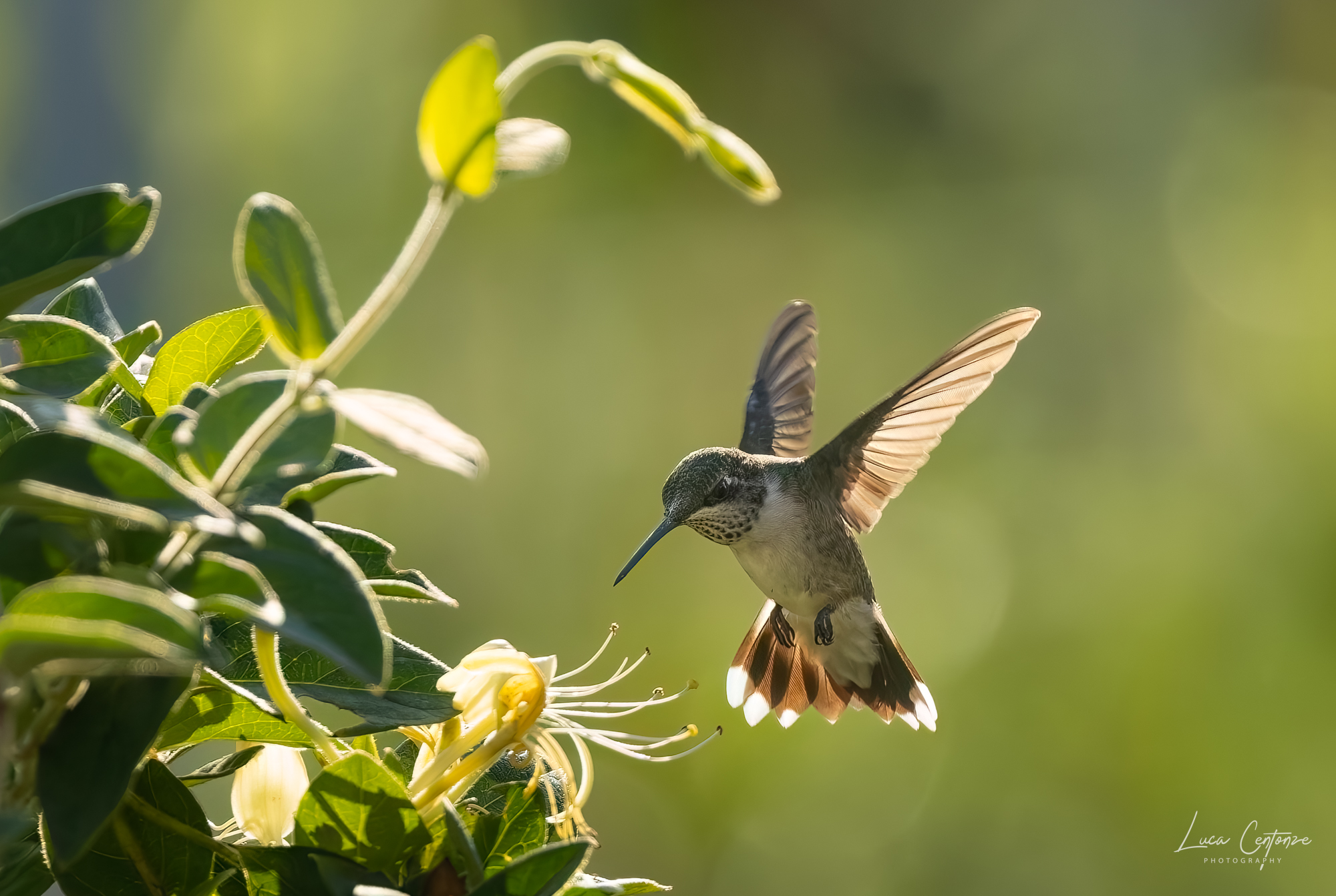 Ruby-throated Hummingbird (Archilo colubris)