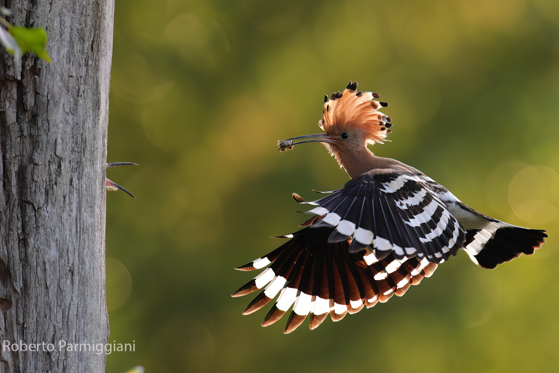 Hoopoe on the fly