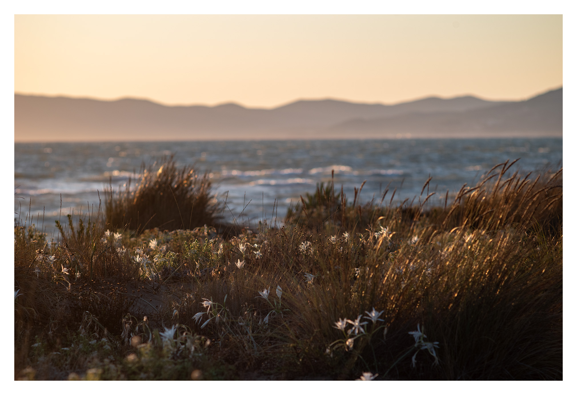Dune fiorite