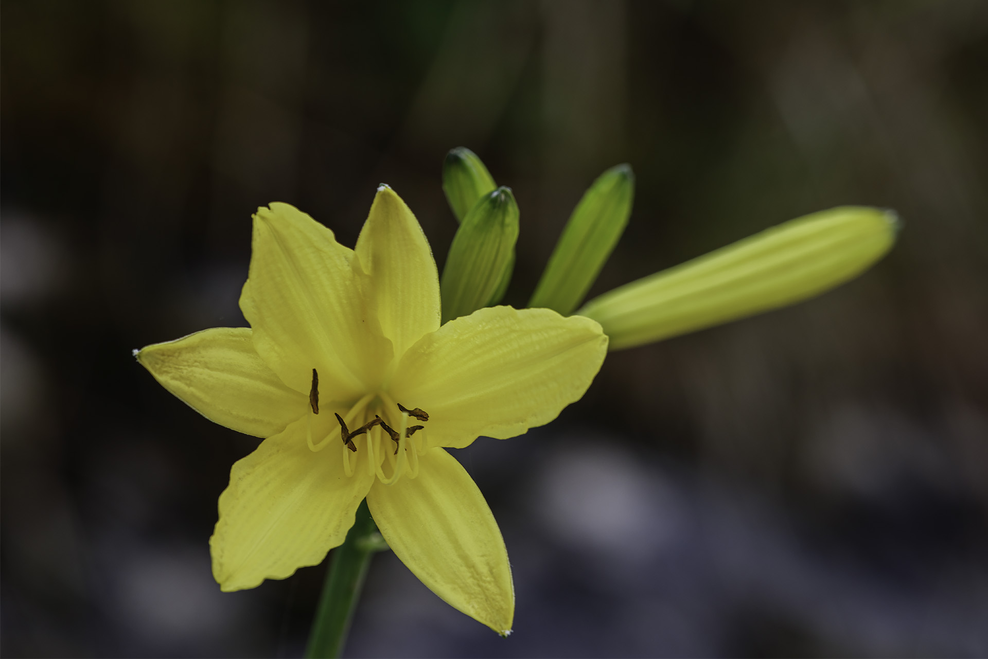 Yellow wild lily