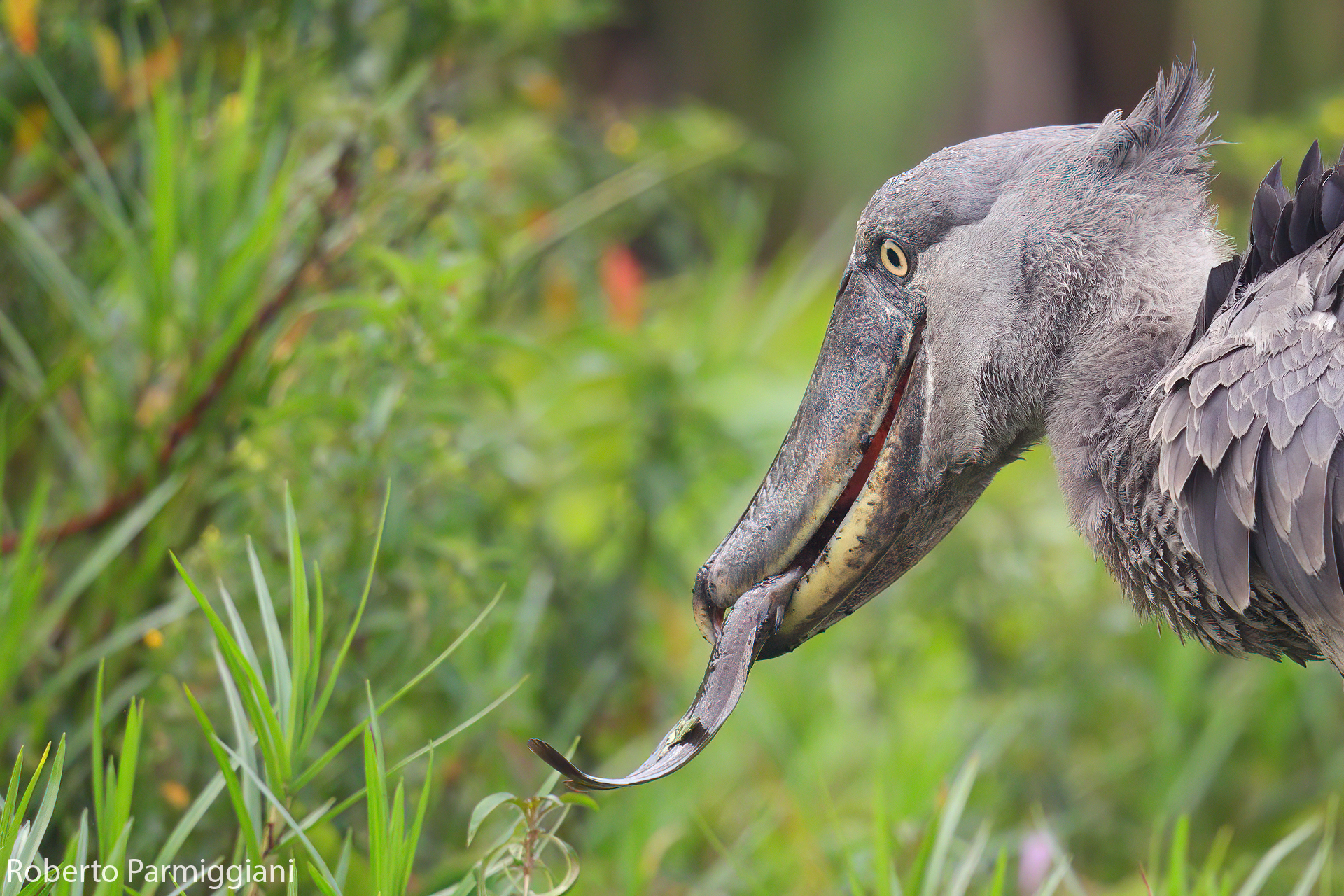 Predazione del becco a scarpa