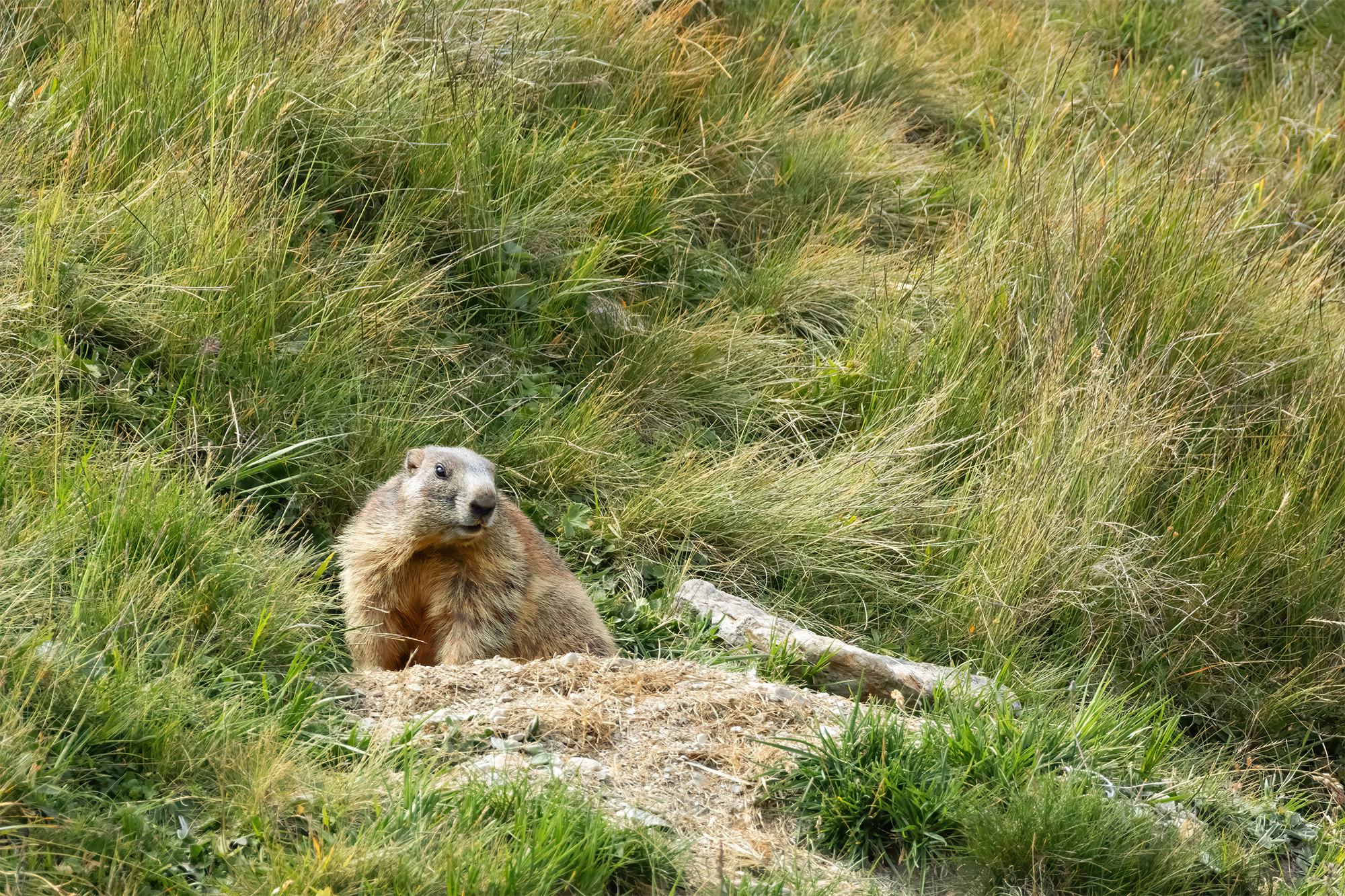 Marmot