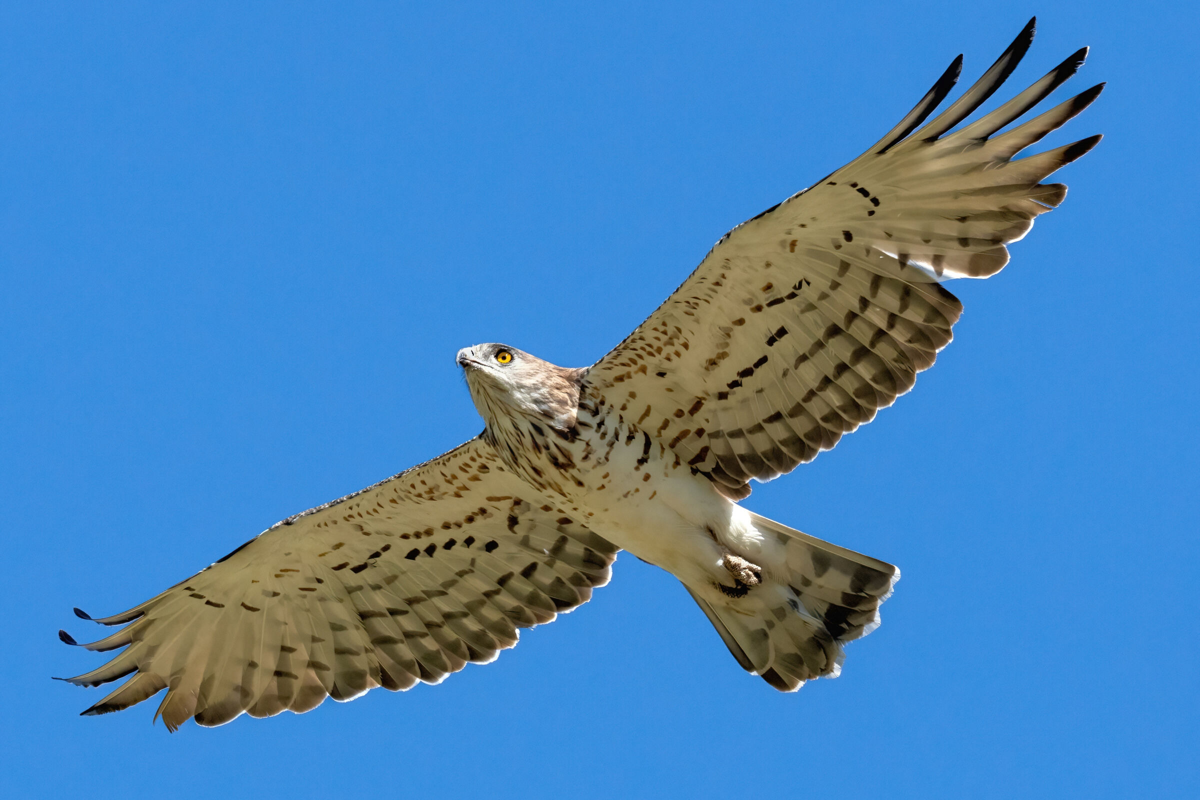 Biancone (Circaetus gallicus)