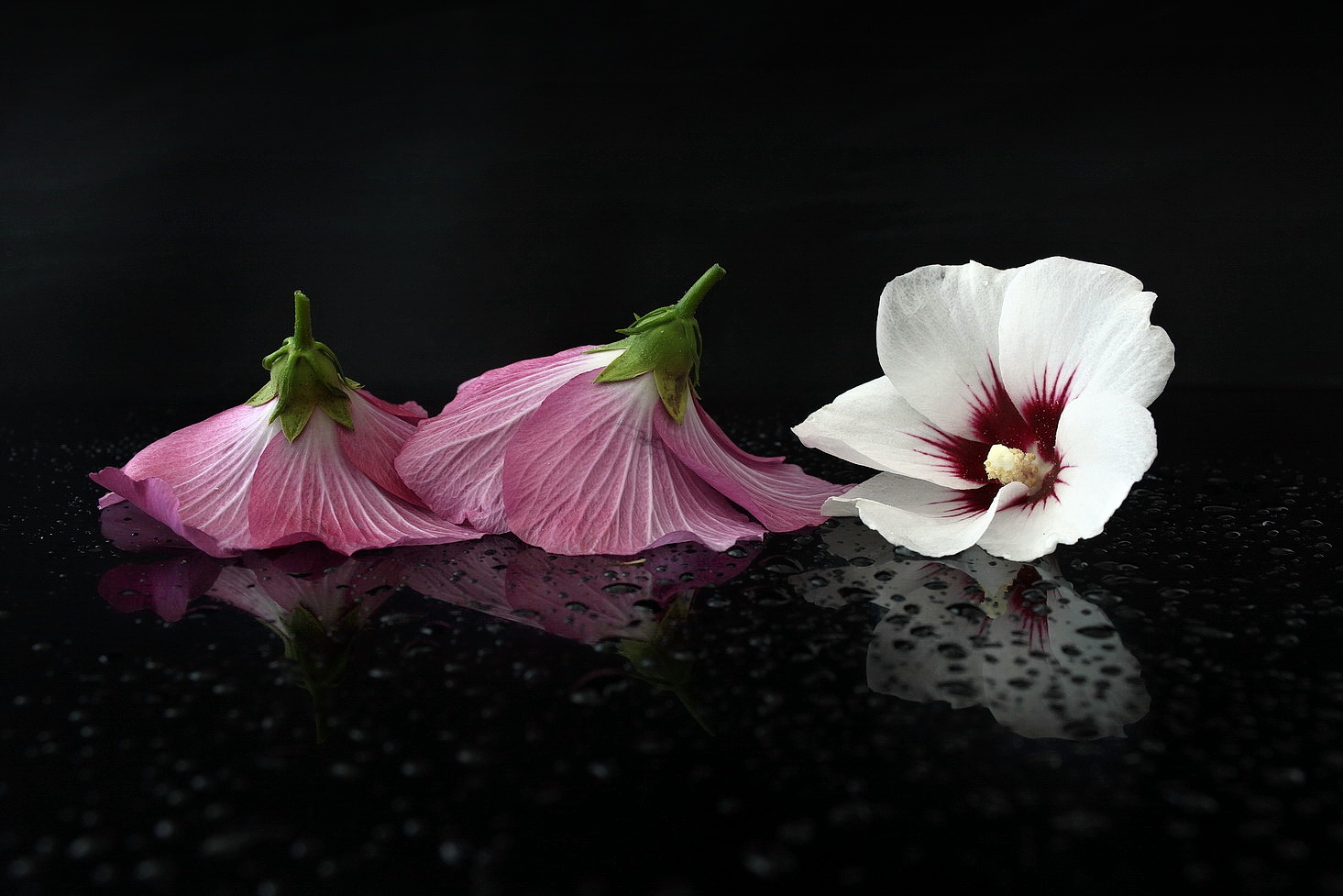 still life with a flowers
