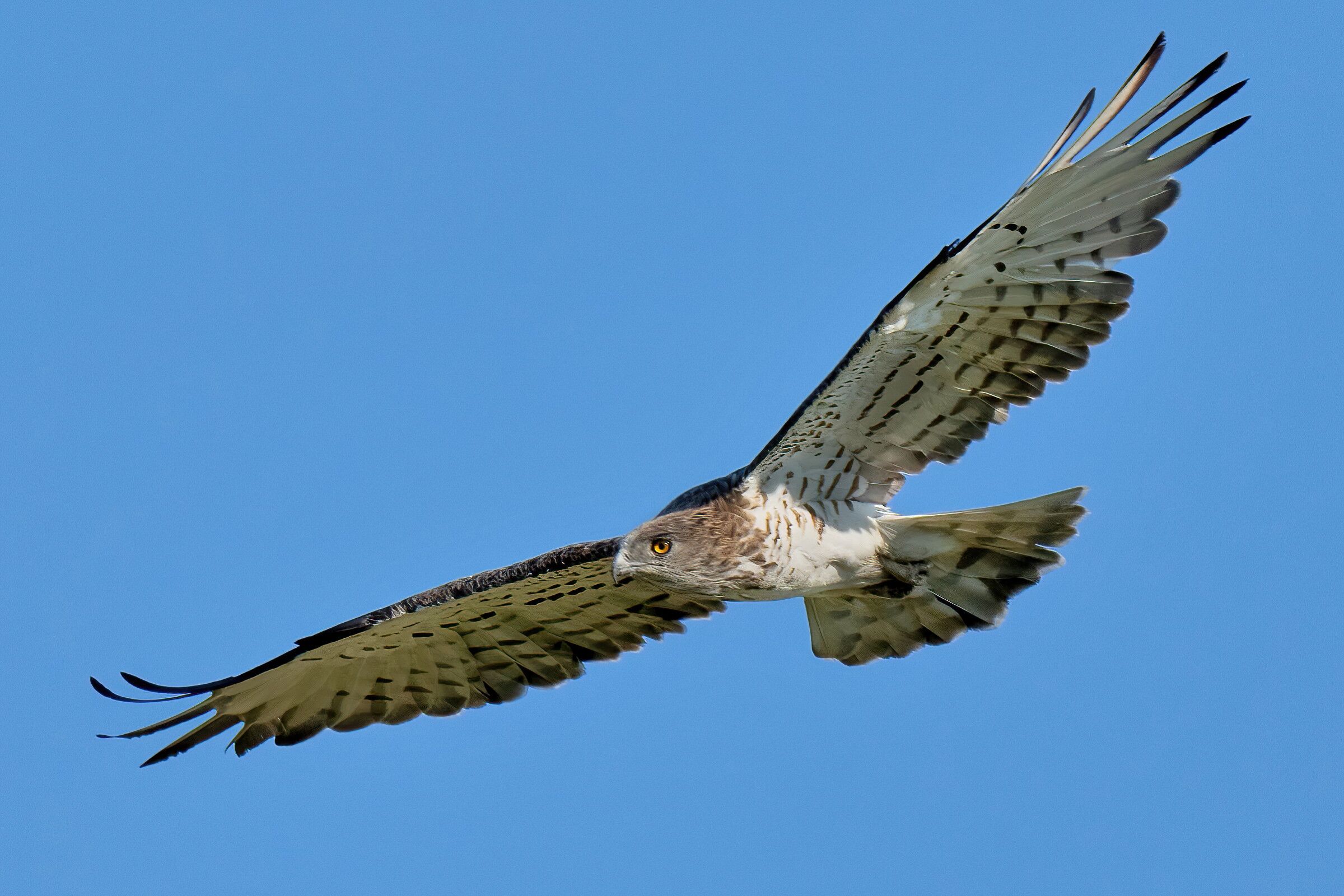 Biancone (Circaetus gallicus)