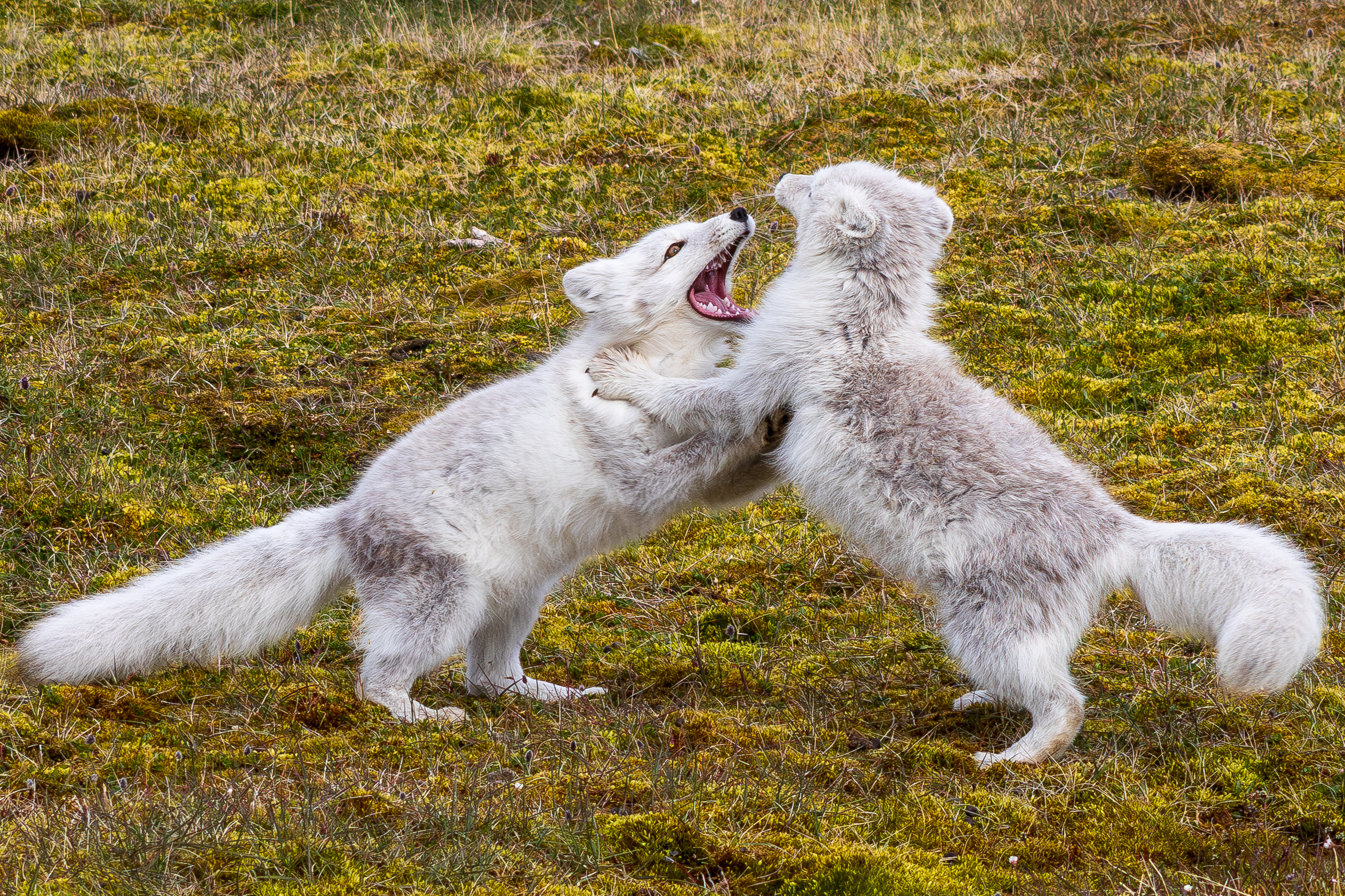 Giochi adolescenziali