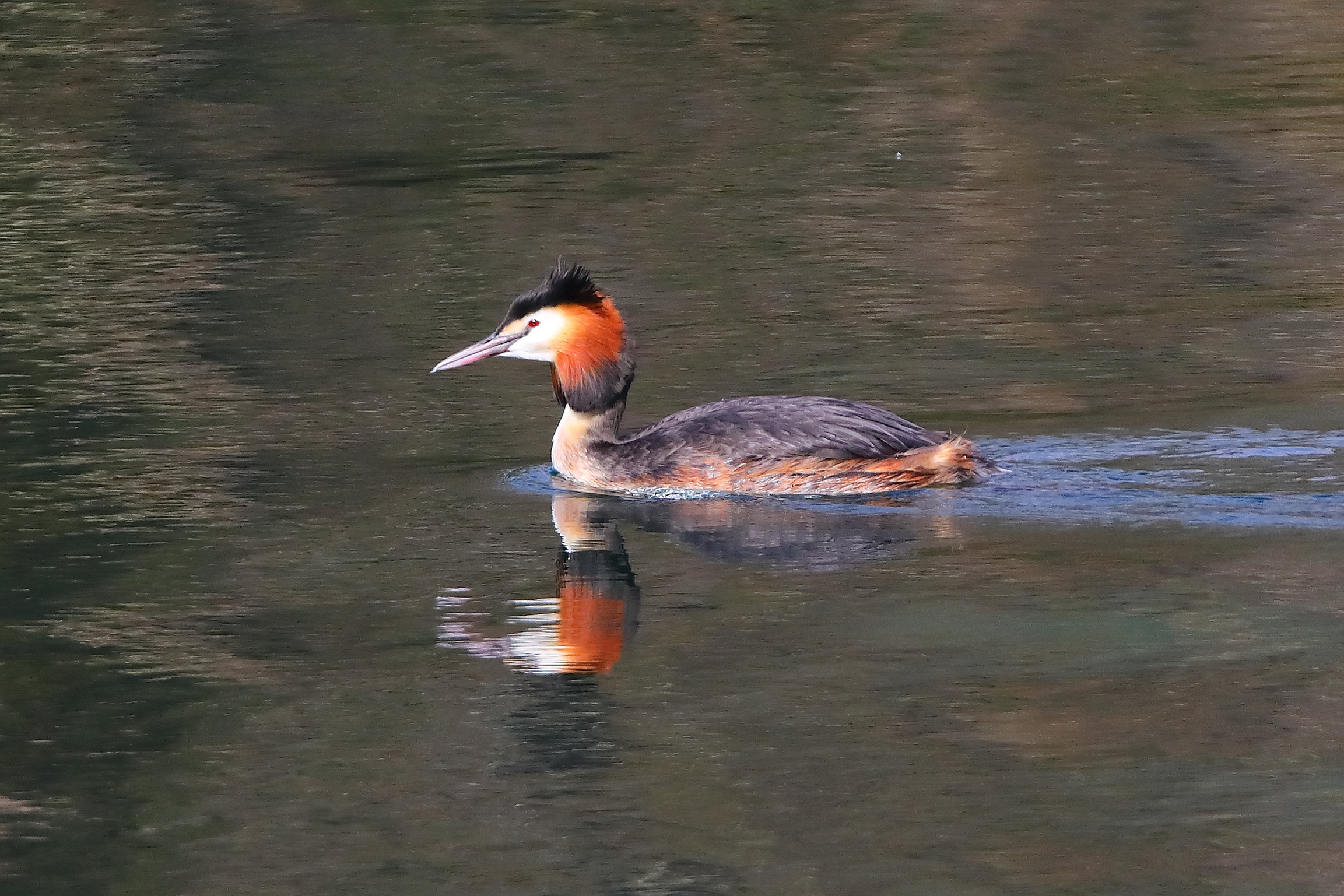 Svasso 29 marzo 2025 - 0132