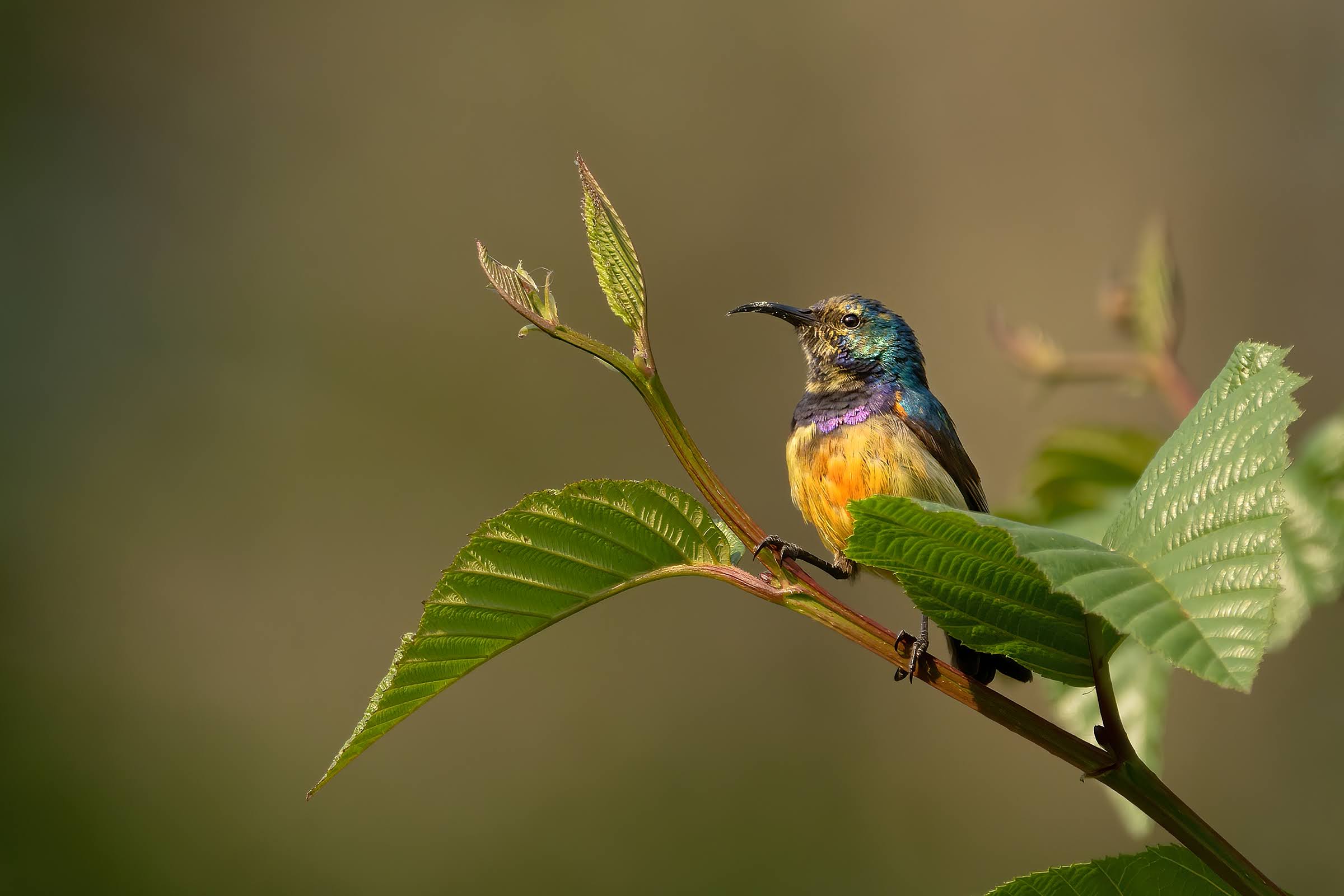 nettarinia ventregiallo