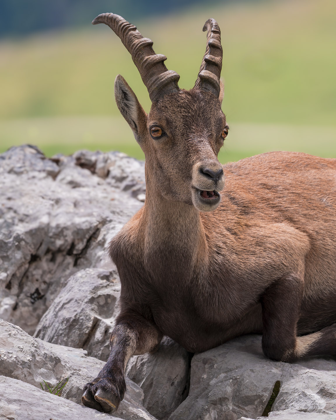 Ibex on the Montasio plateau