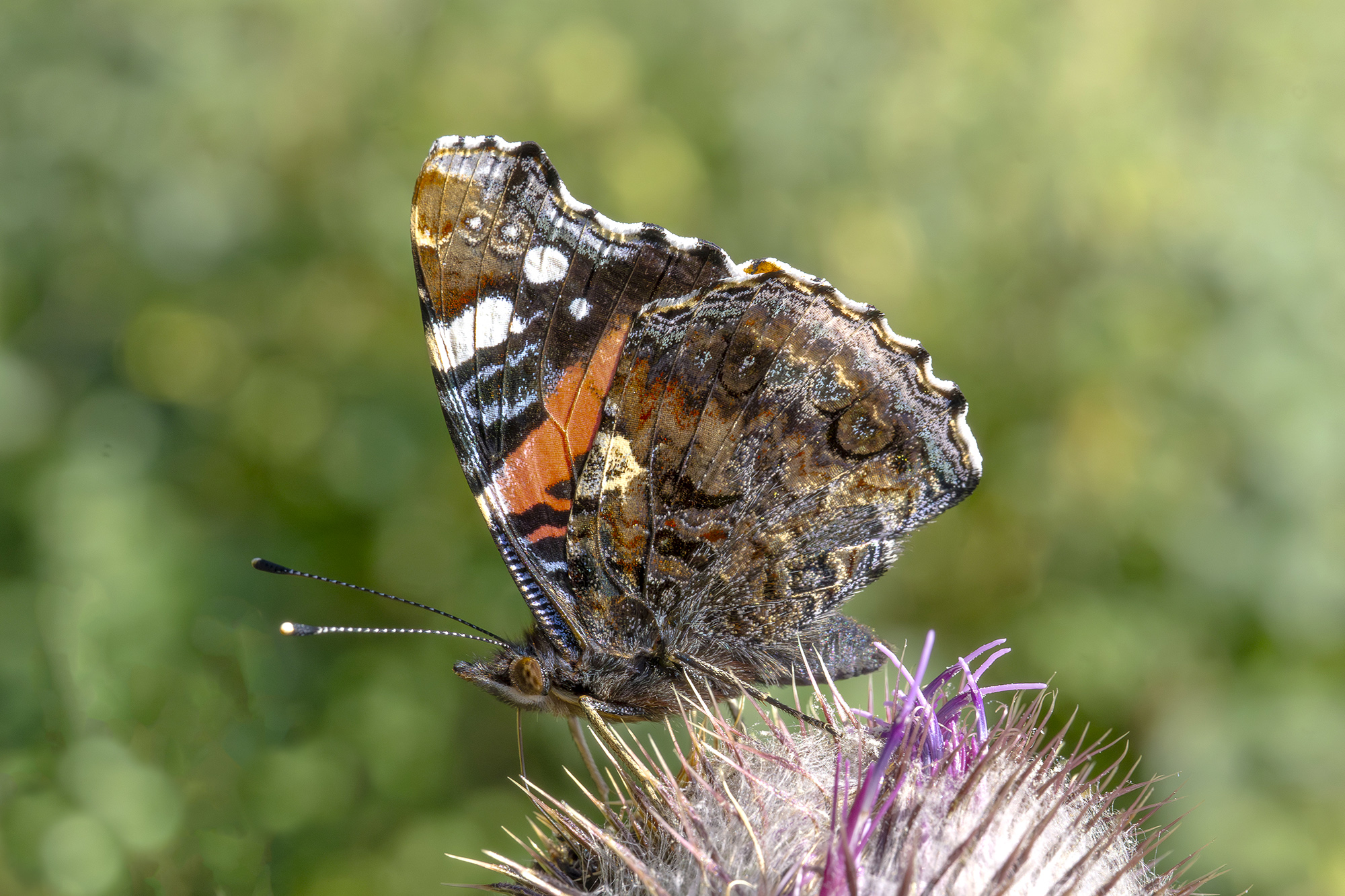 Vanessa (atalanta)... sul cardo