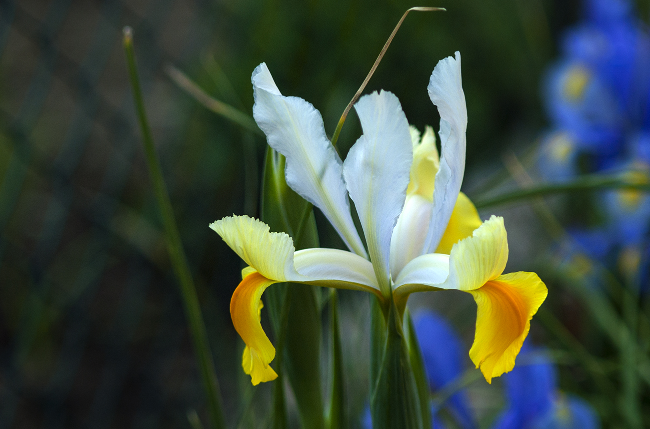 Iris primrose l