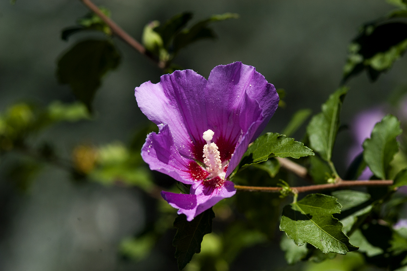 Flower Core