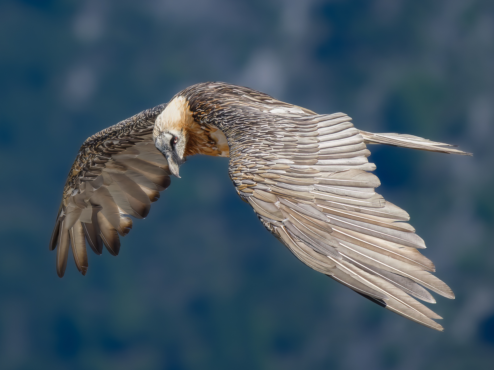 Bearded Vulture in Flight