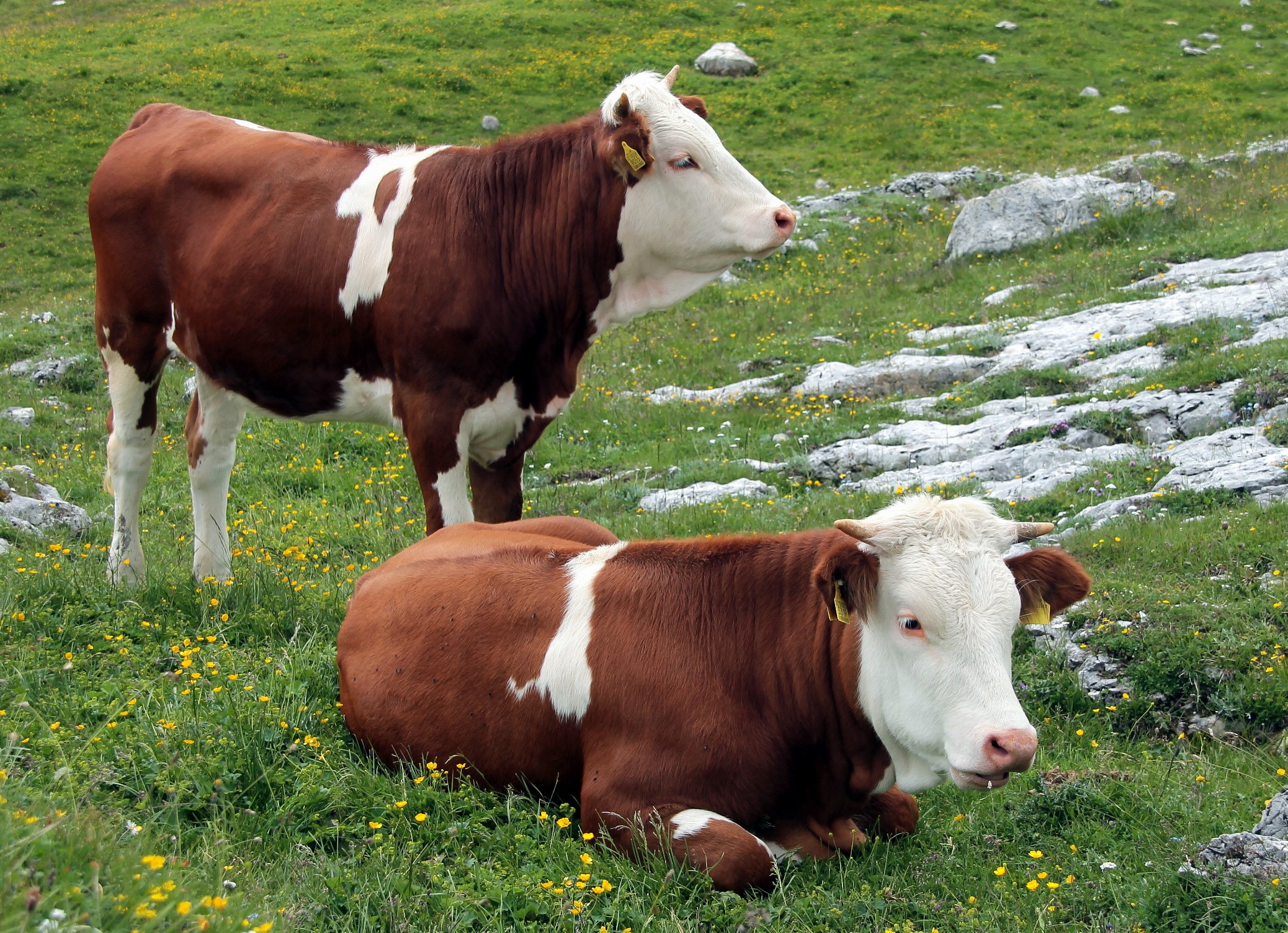 Young Steers