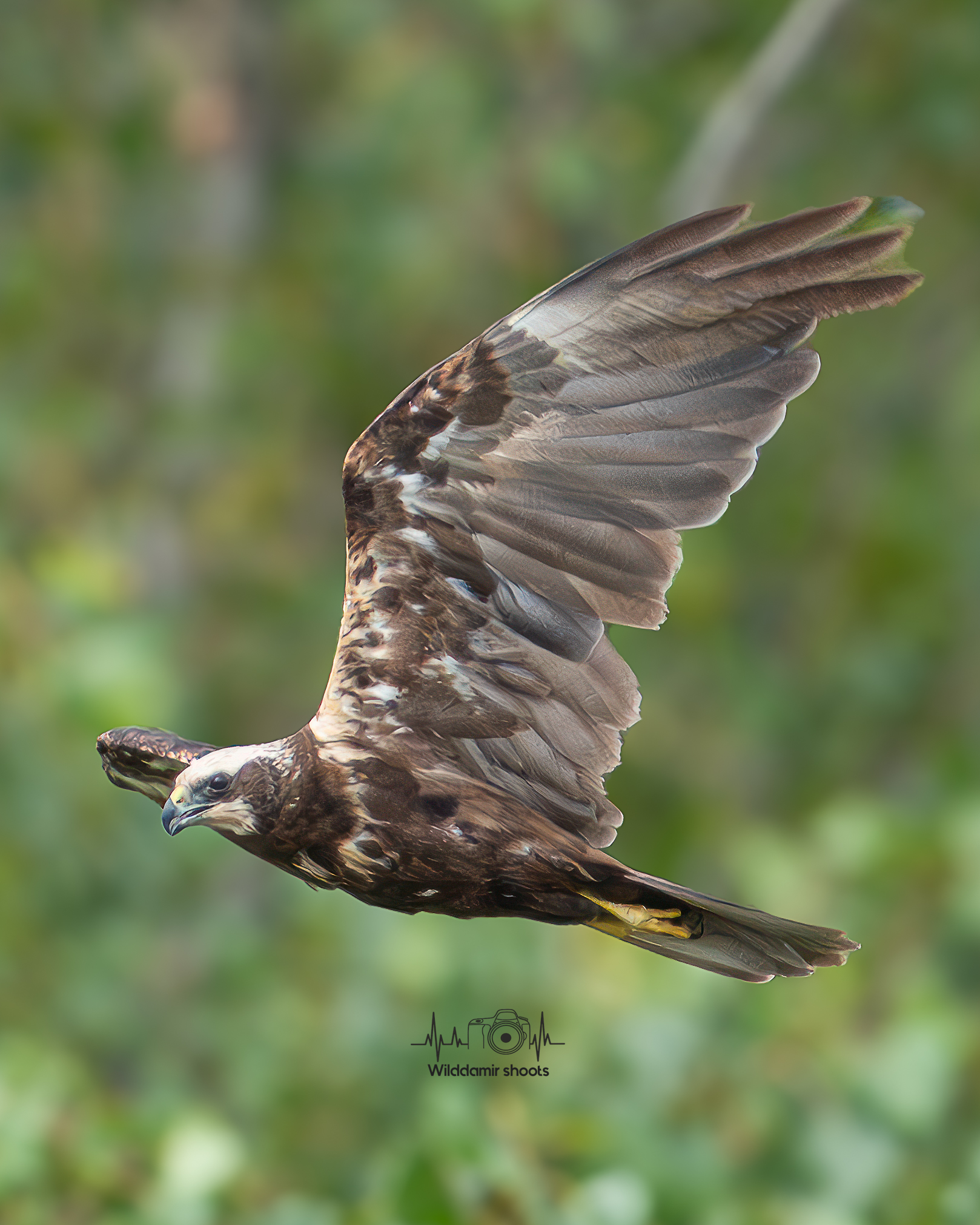 Marsh Harrier