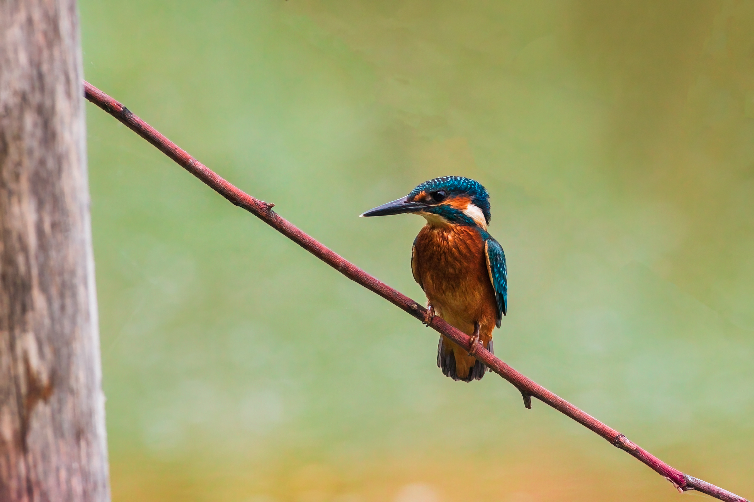Kingfisher