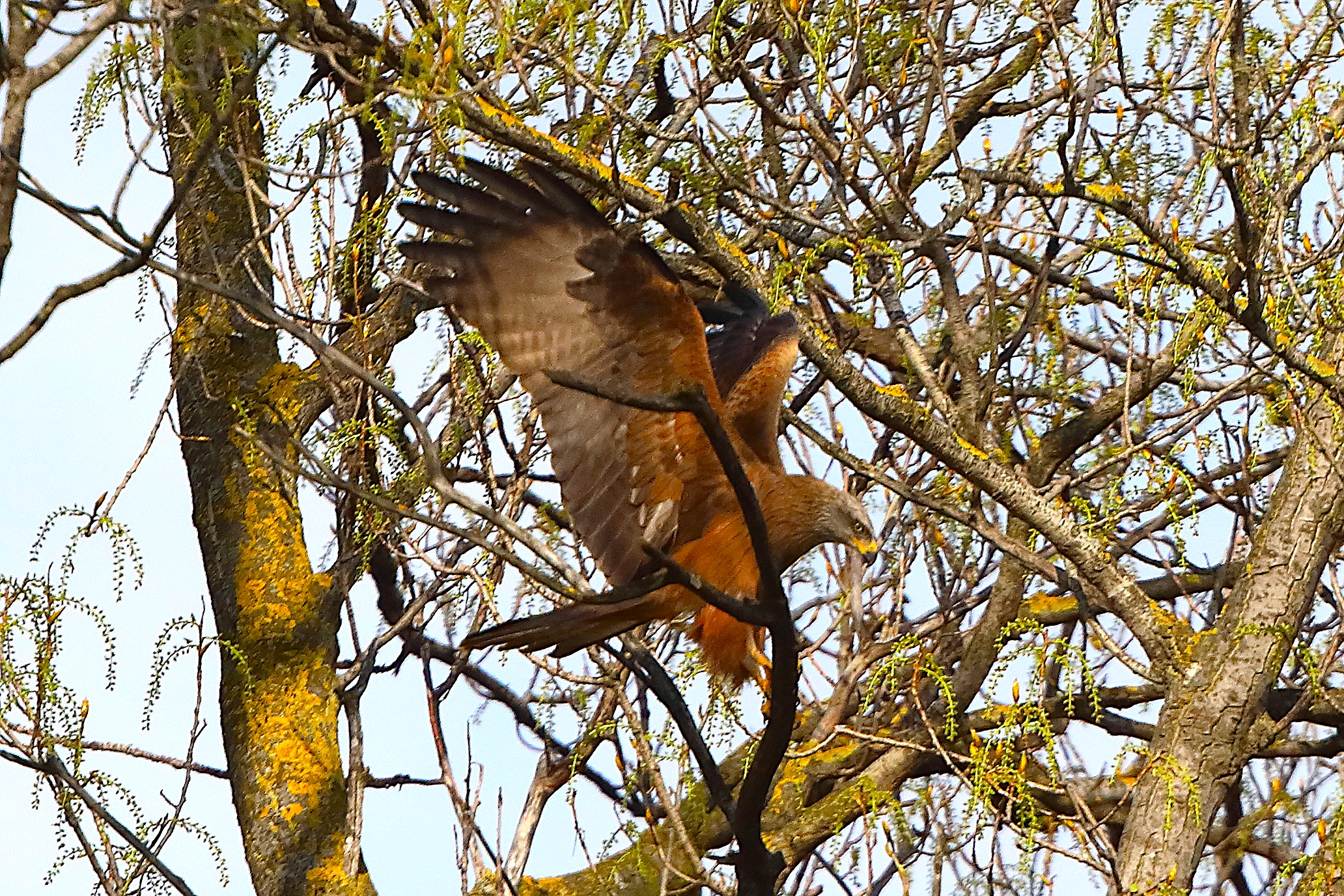 Nibbio bruno 29 marzo 2025 - 0223