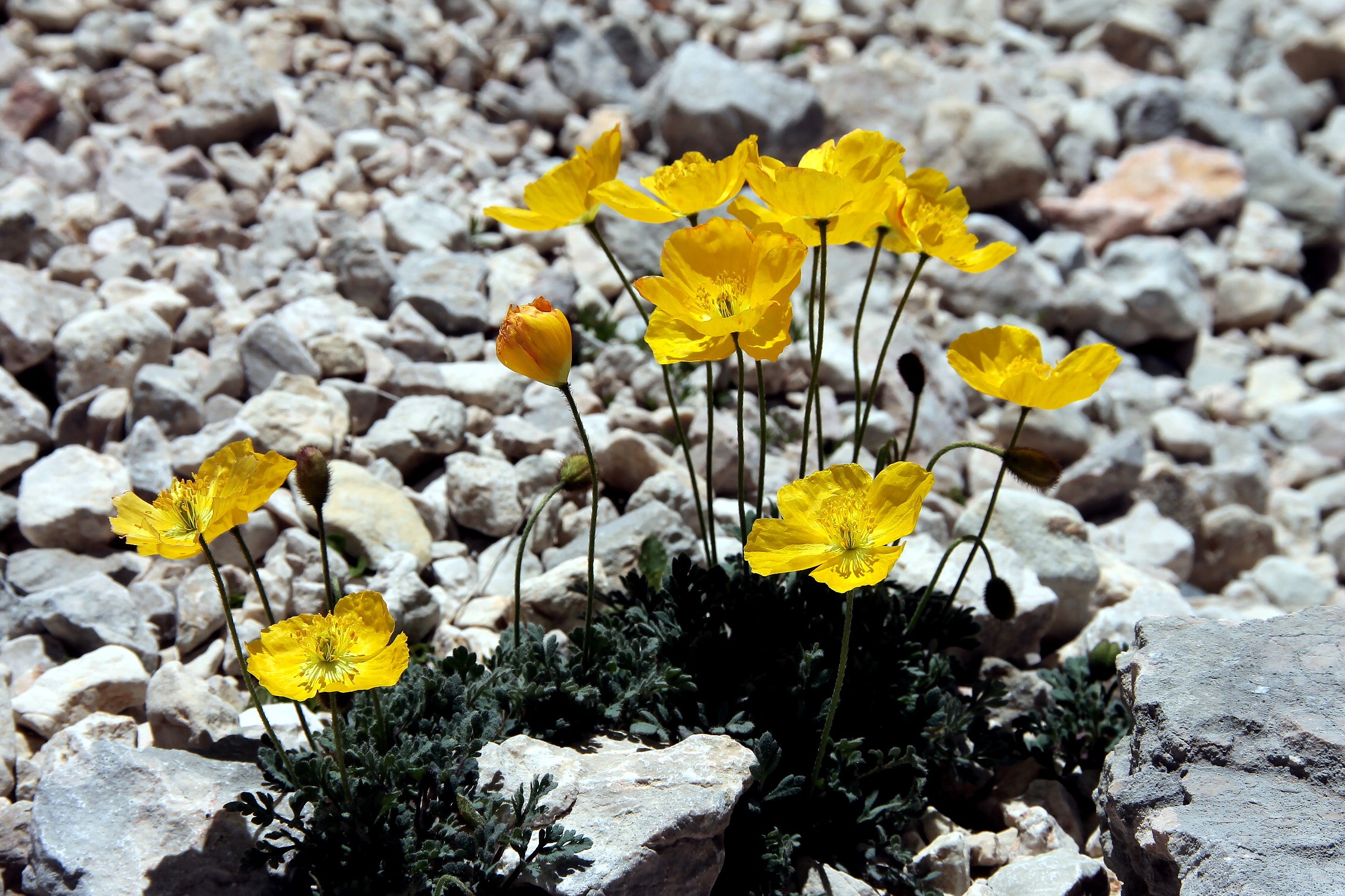 Buttercups
