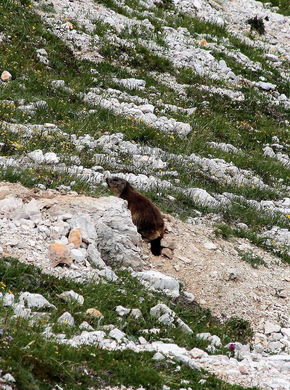 Marmotta