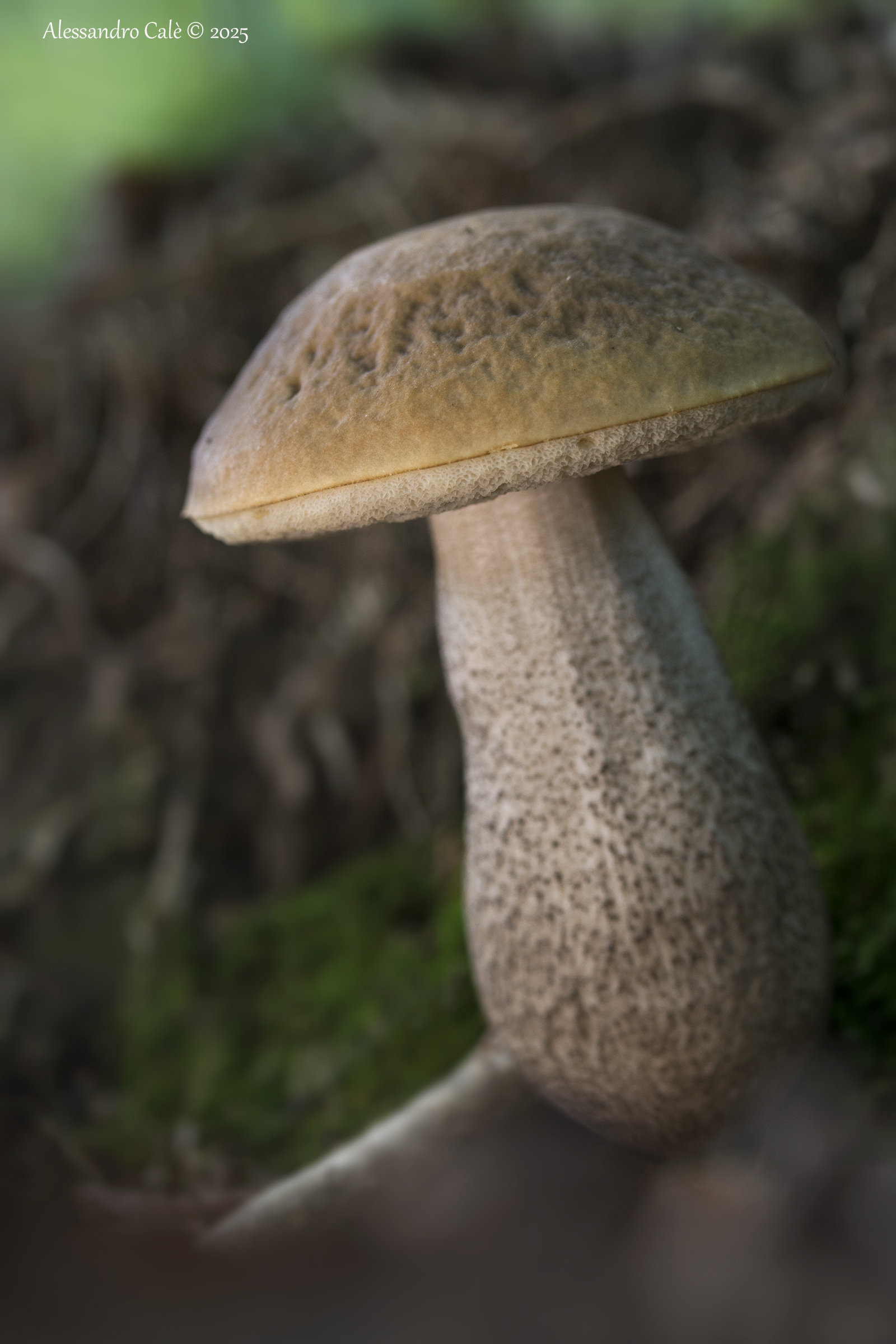 Leccinum scabrum (Porcinello leccino) 8121
