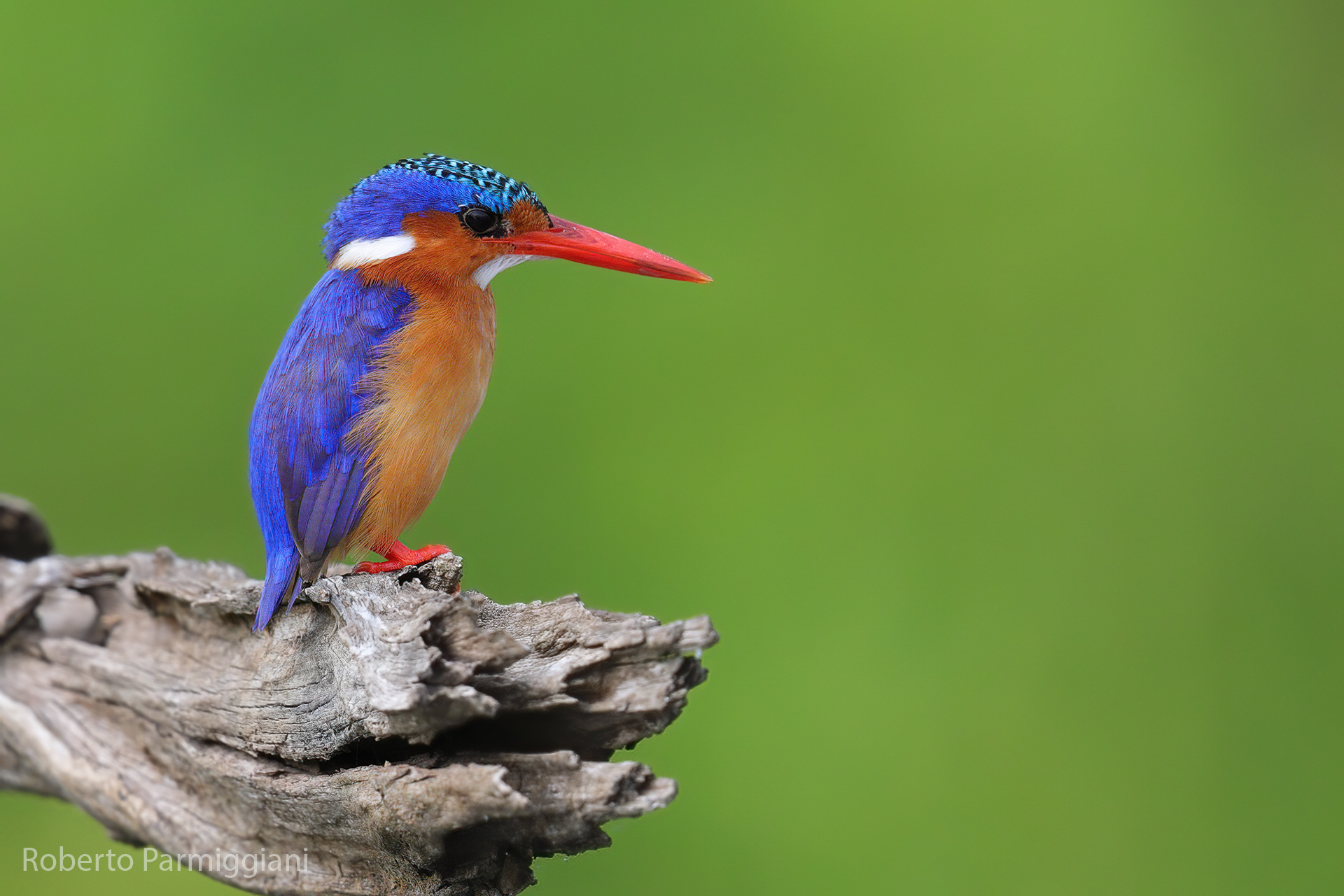 Martin pescatore malachite