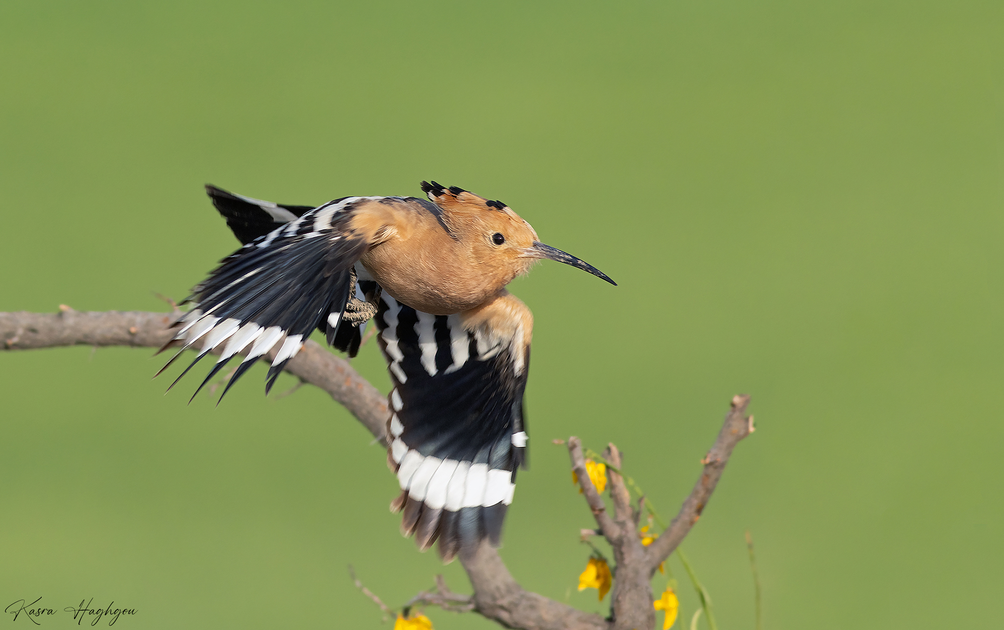 Eurasian hoopoe