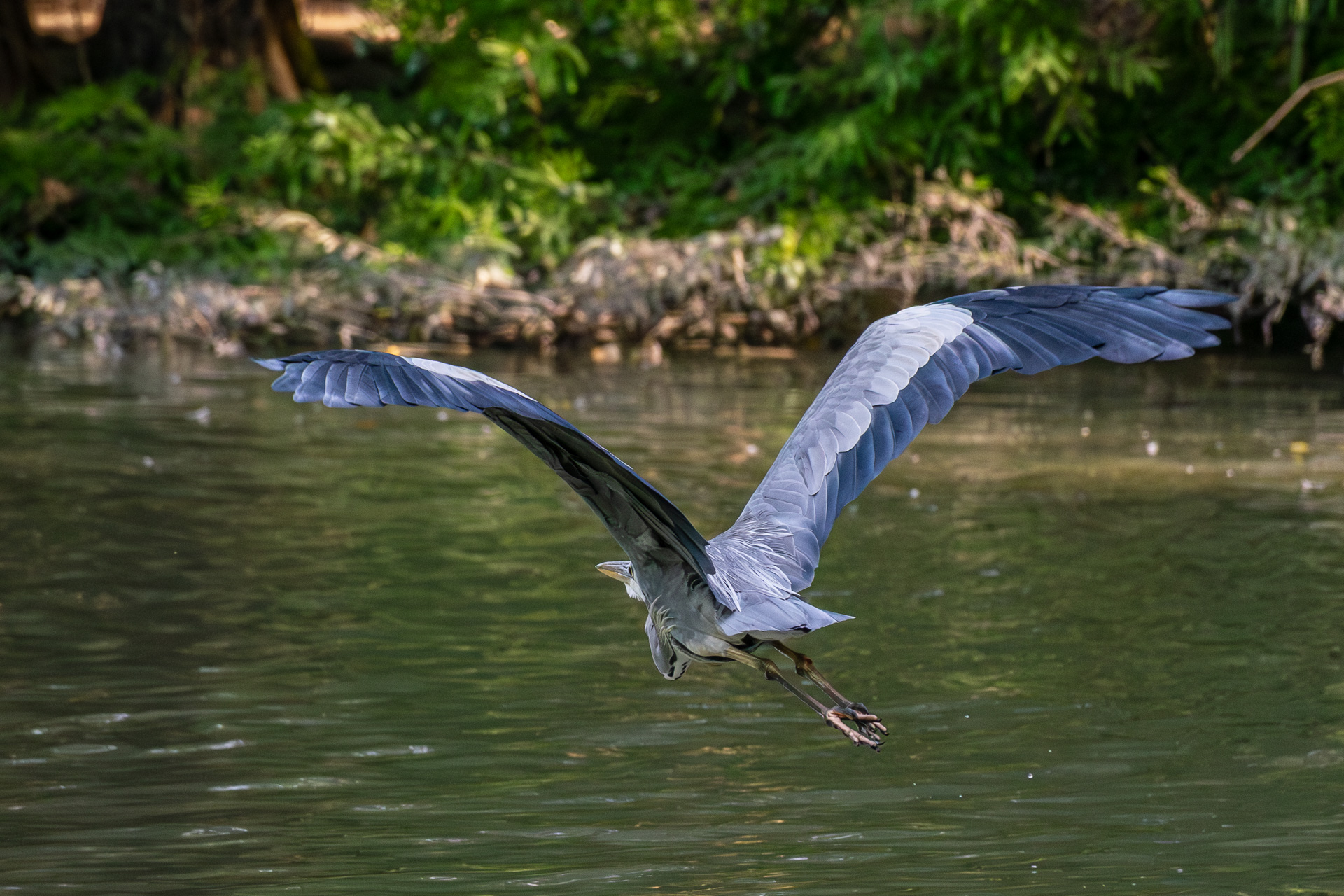 Grey Heron in flight