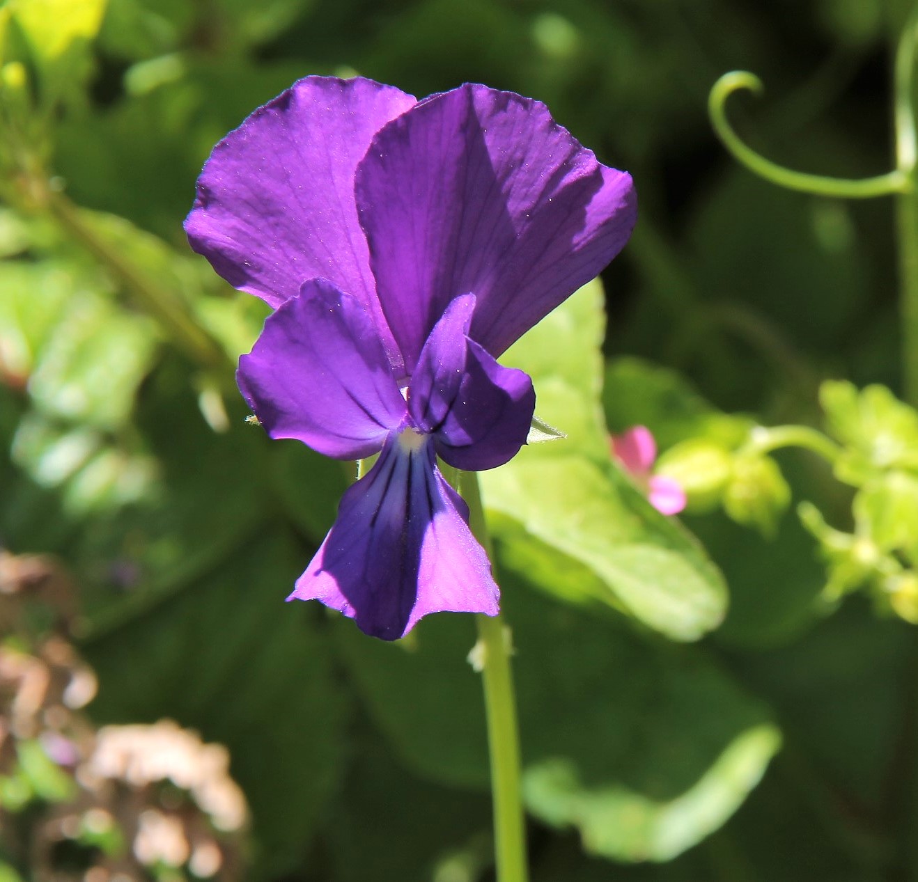 Wild Orchid 2