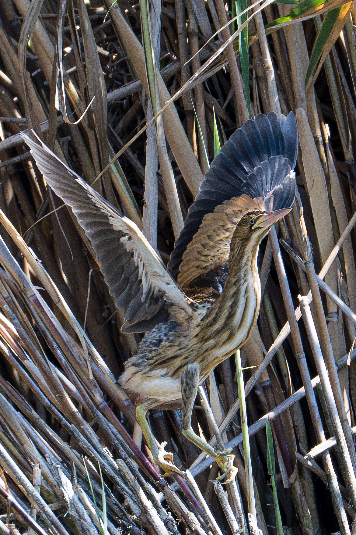 Little bittern