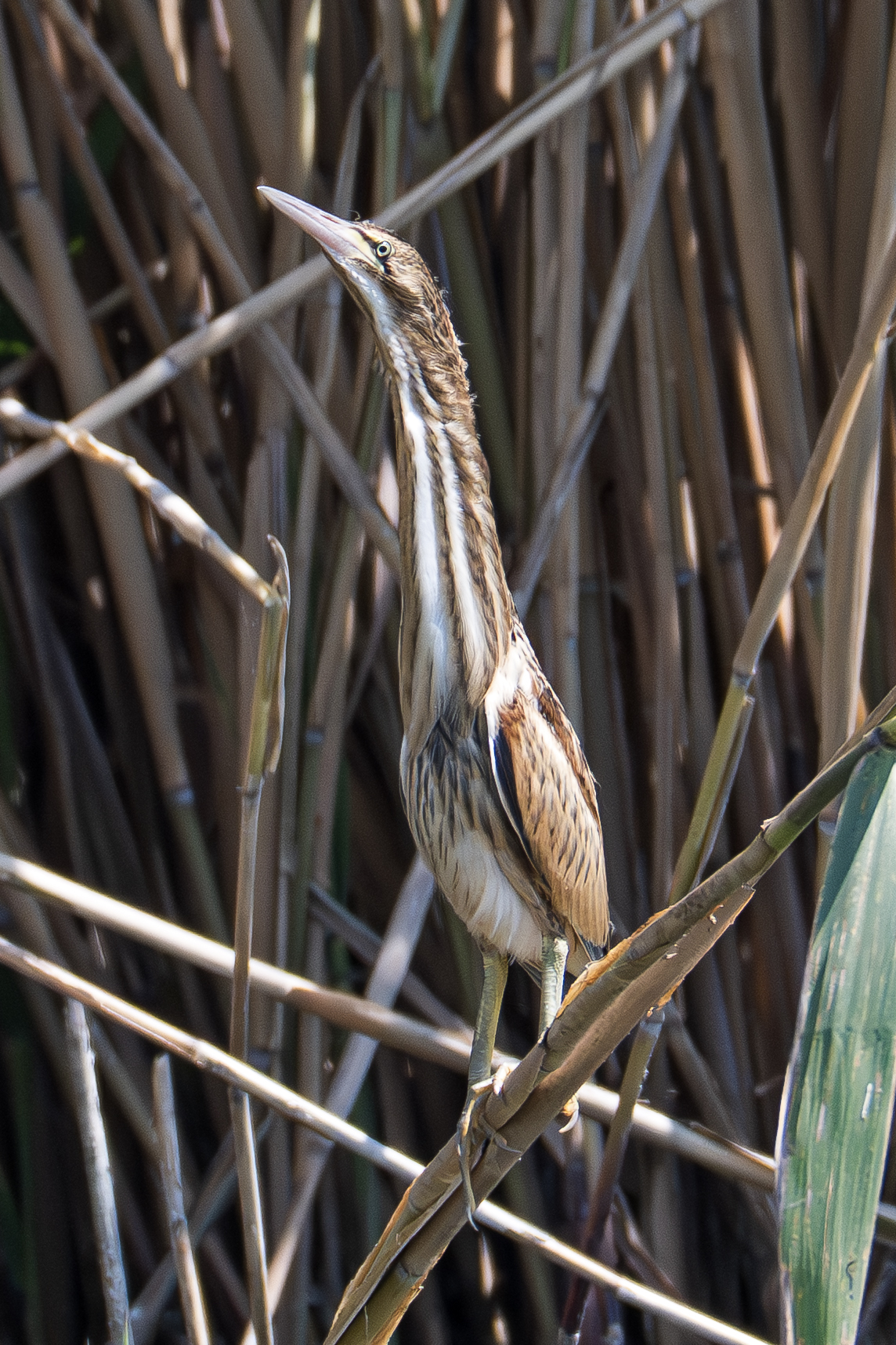 The camouflage posture of the little nin